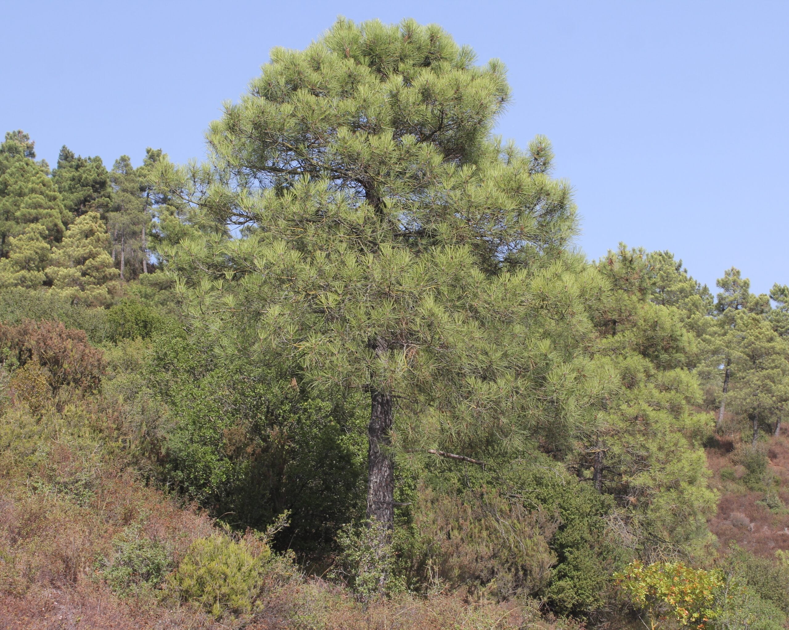 Pinus brutia (Kızıl çam)