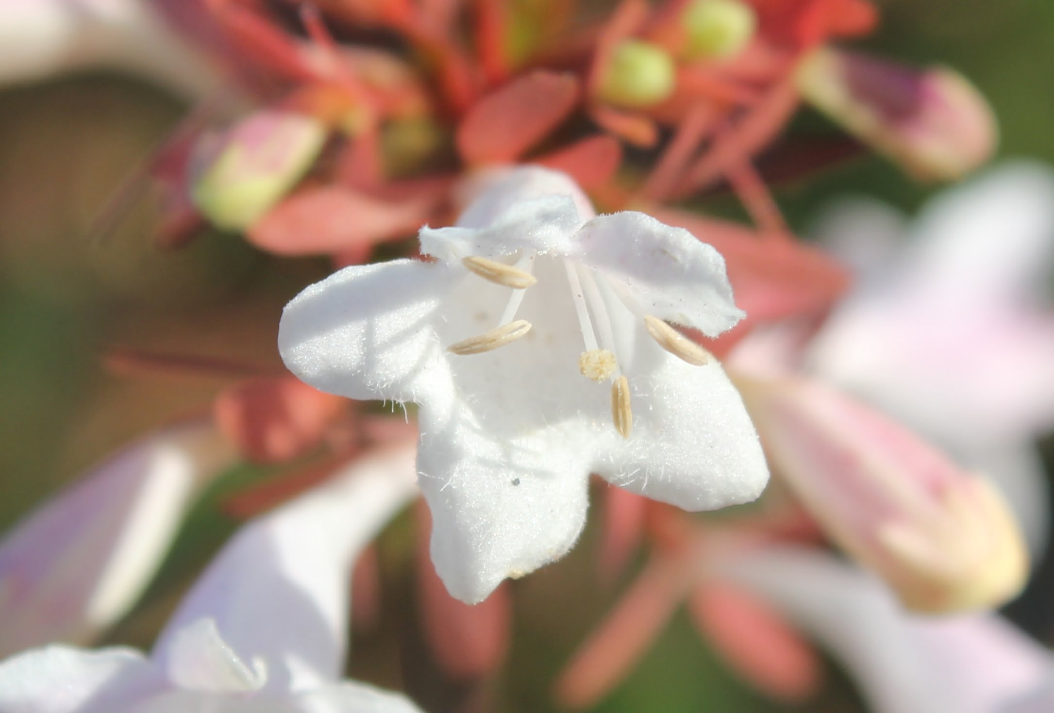 Abelia chinensis (Güzellik çalısı)