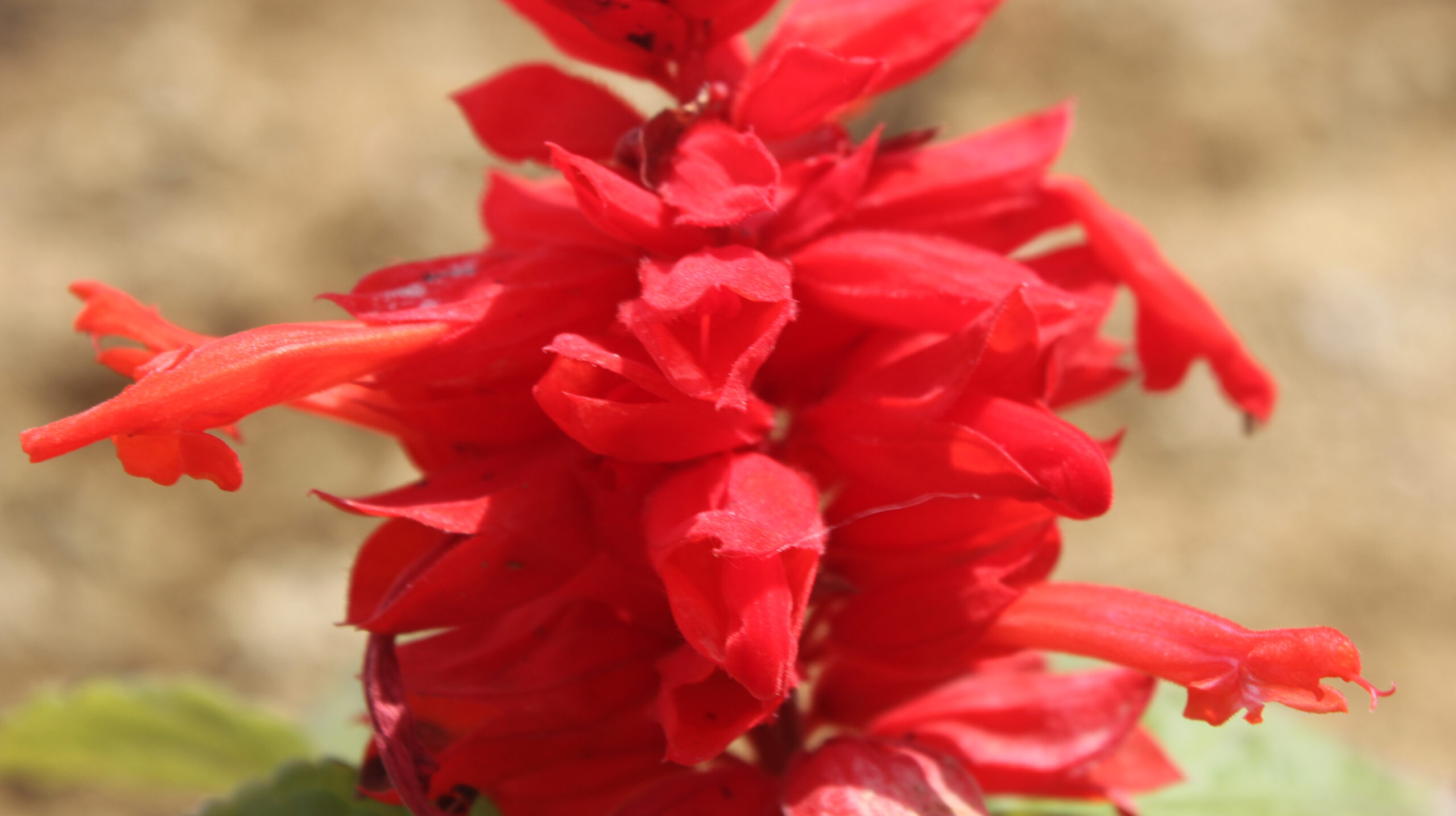 Salvia splendens (Ateş çiçeği)