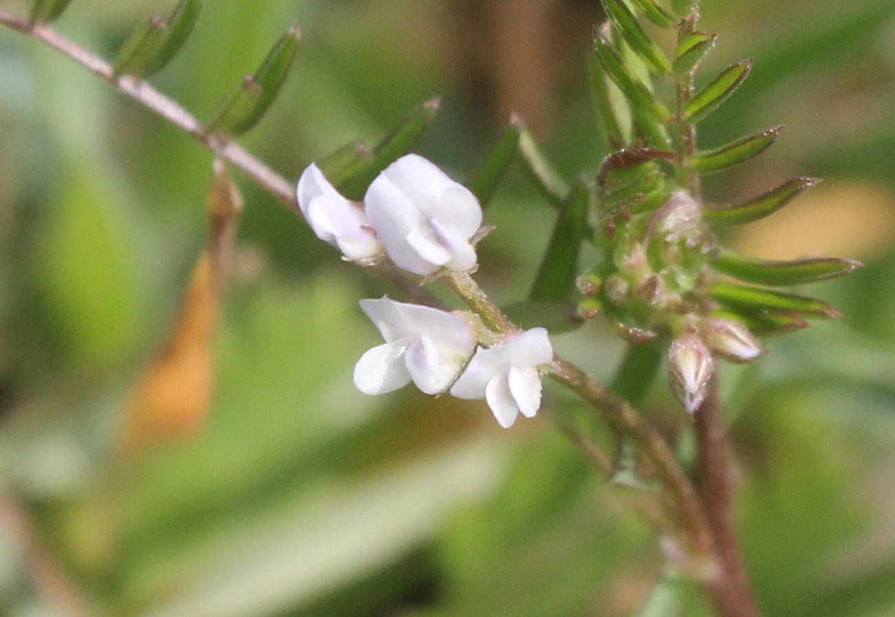 Vicia hirsuta (Boz fiğ)