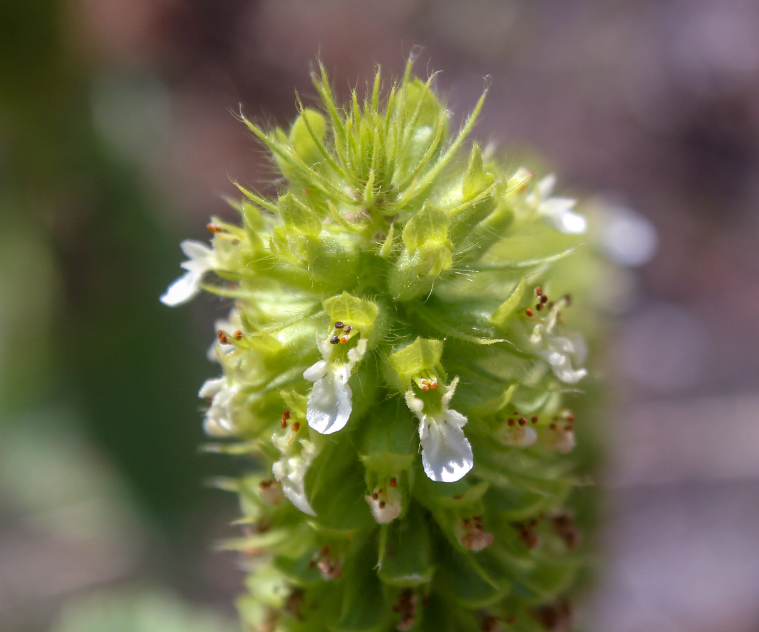 Teucrium lamiifolium (Kumacı otu)