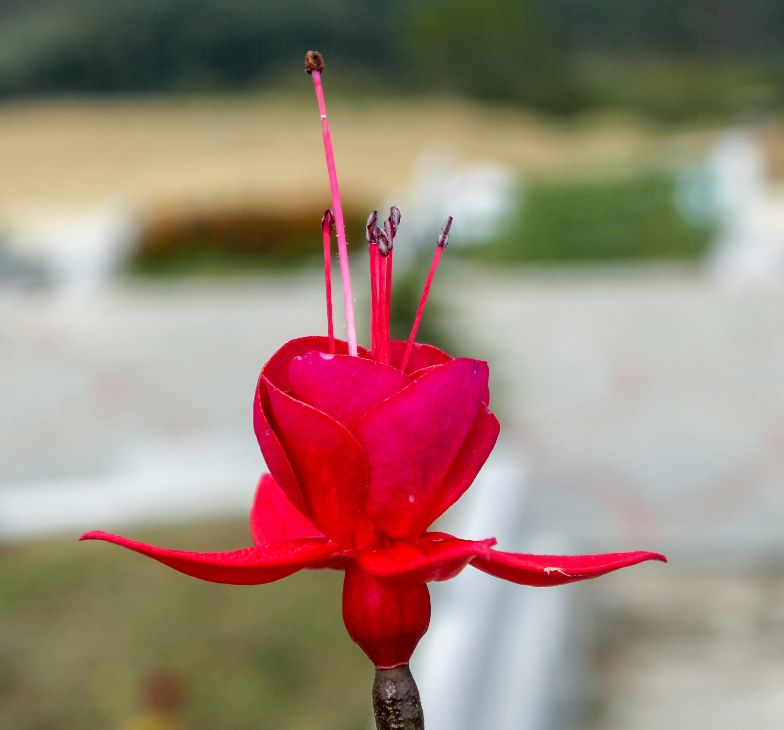 Fuchsia × standishii (Küpe çiçeği)