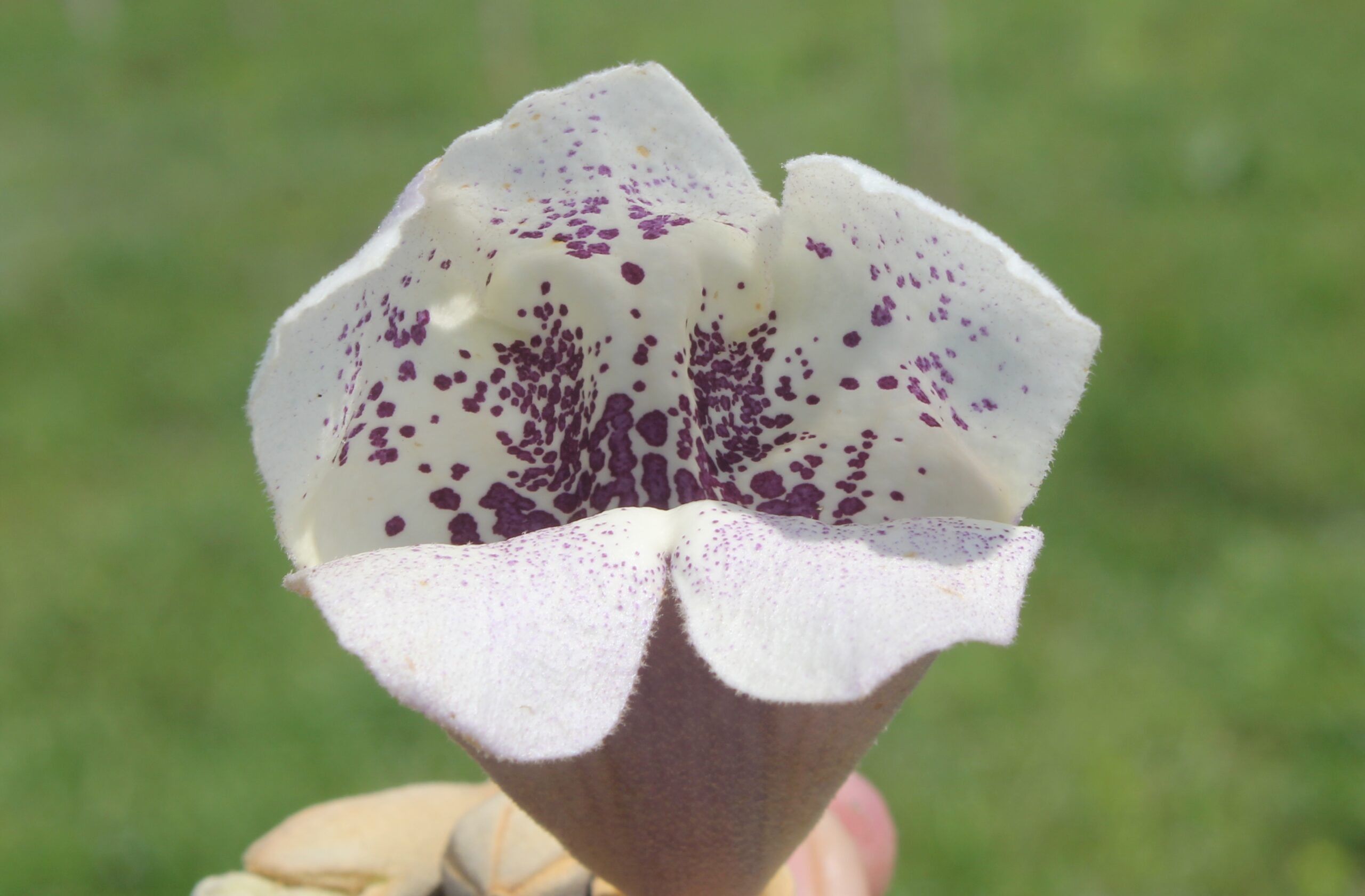 Paulownia tomentosa (Çin kavağı)