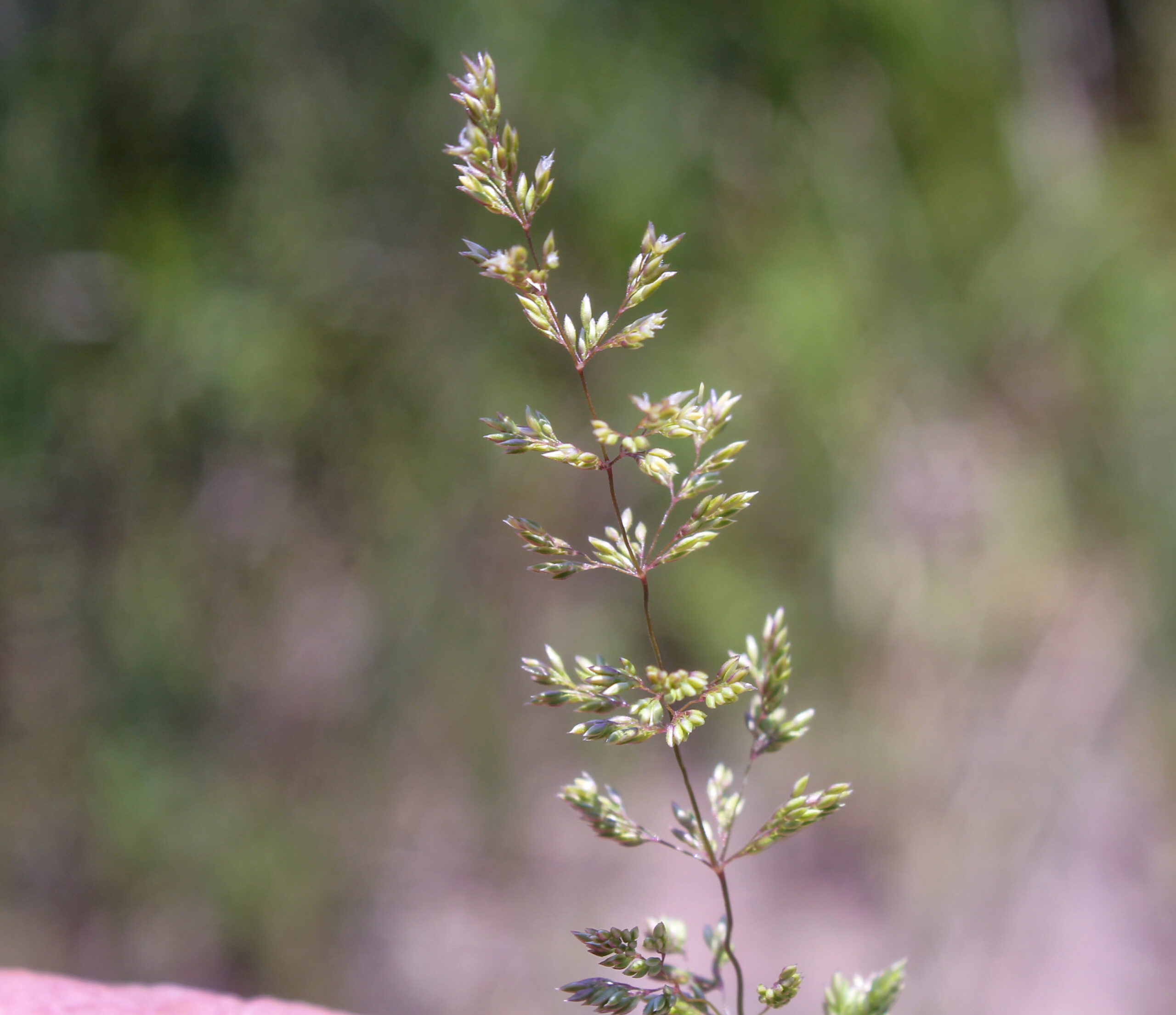Agrostis castellana (Titrek tavusotu)