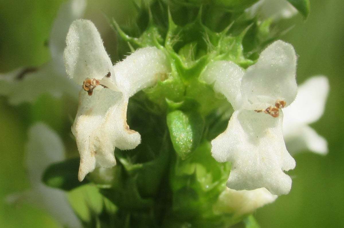 Betonica officinalis subsp. haussknechtii (Göktokalı çay)
