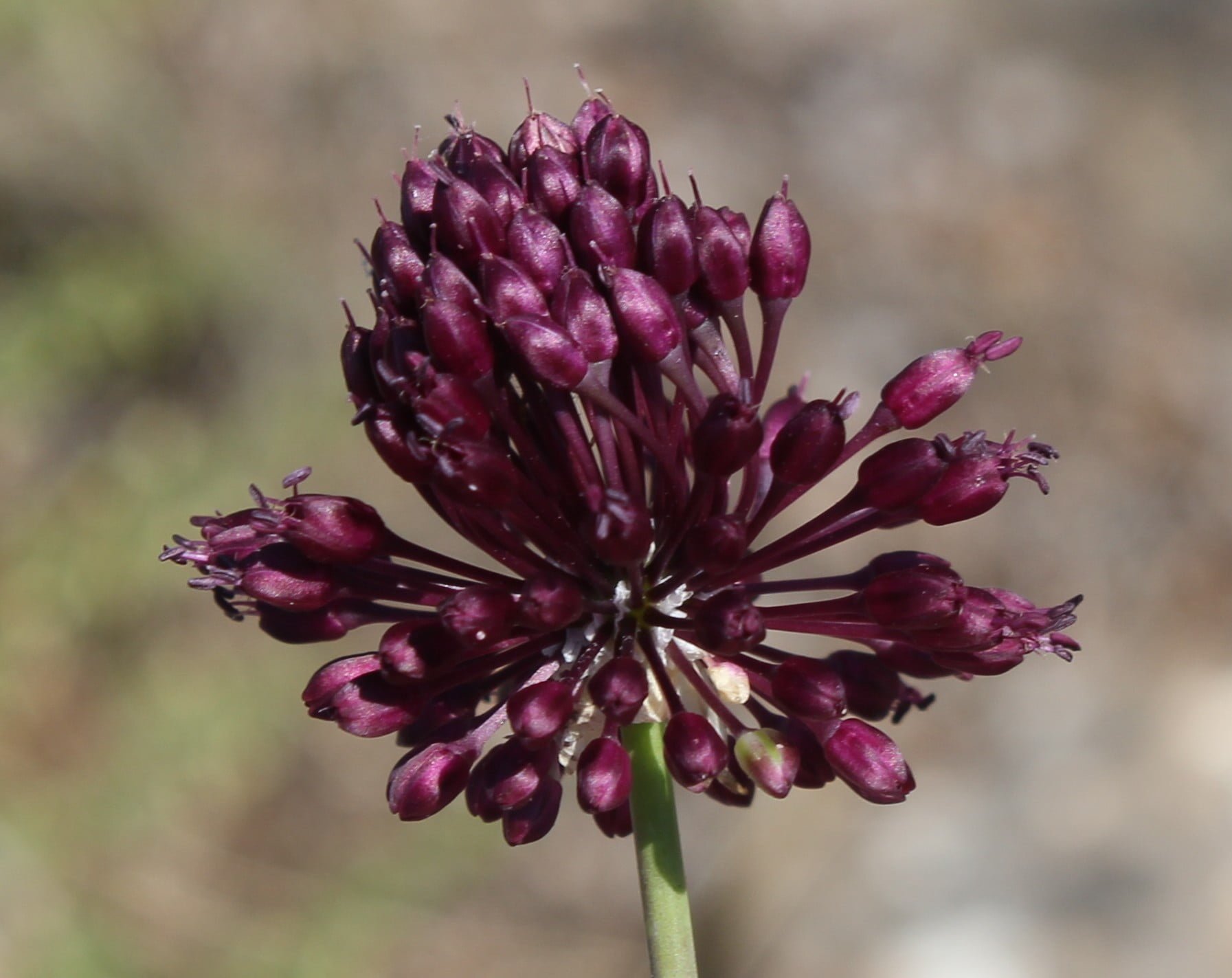 Allium atroviolaceum (Lifli körmen)
