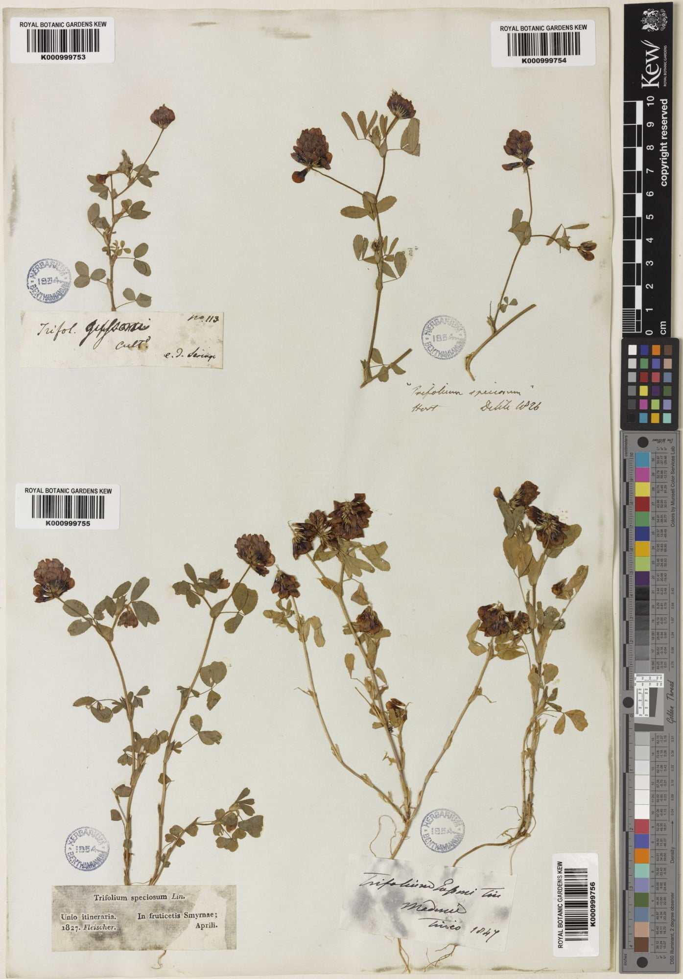 Trifolium boissieri (Hoş yonca)