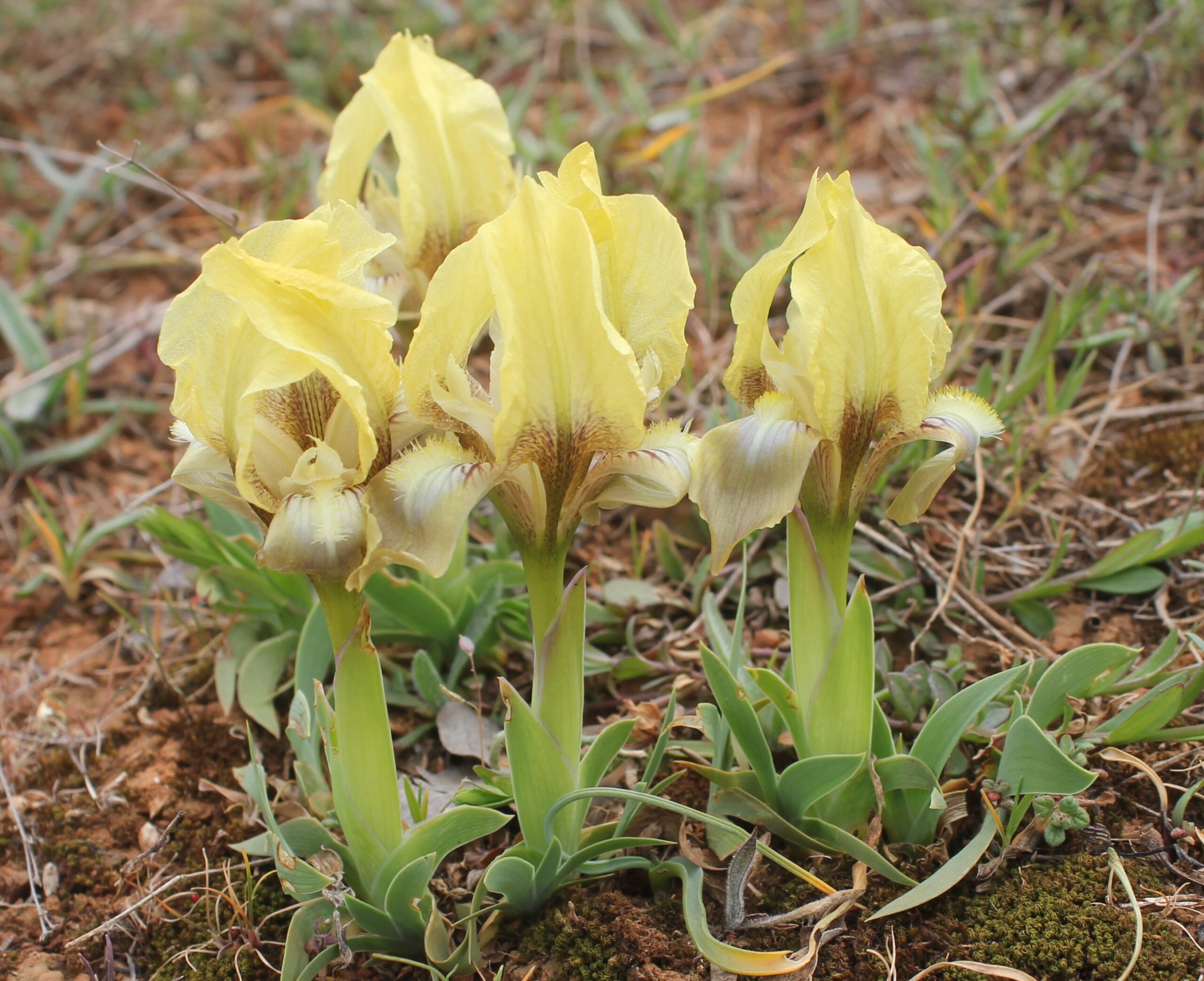 Iris suaveolens (Bodur süsen)