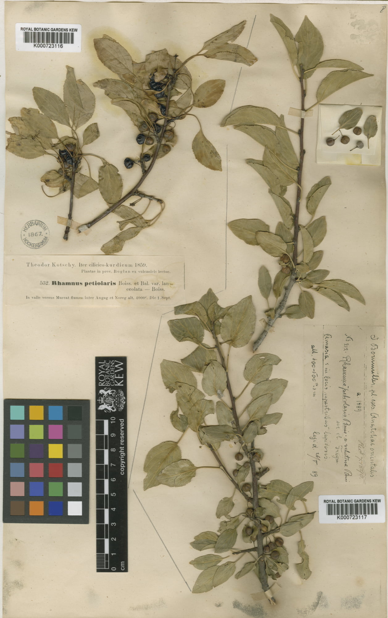 Rhamnus petiolaris (Cehri)