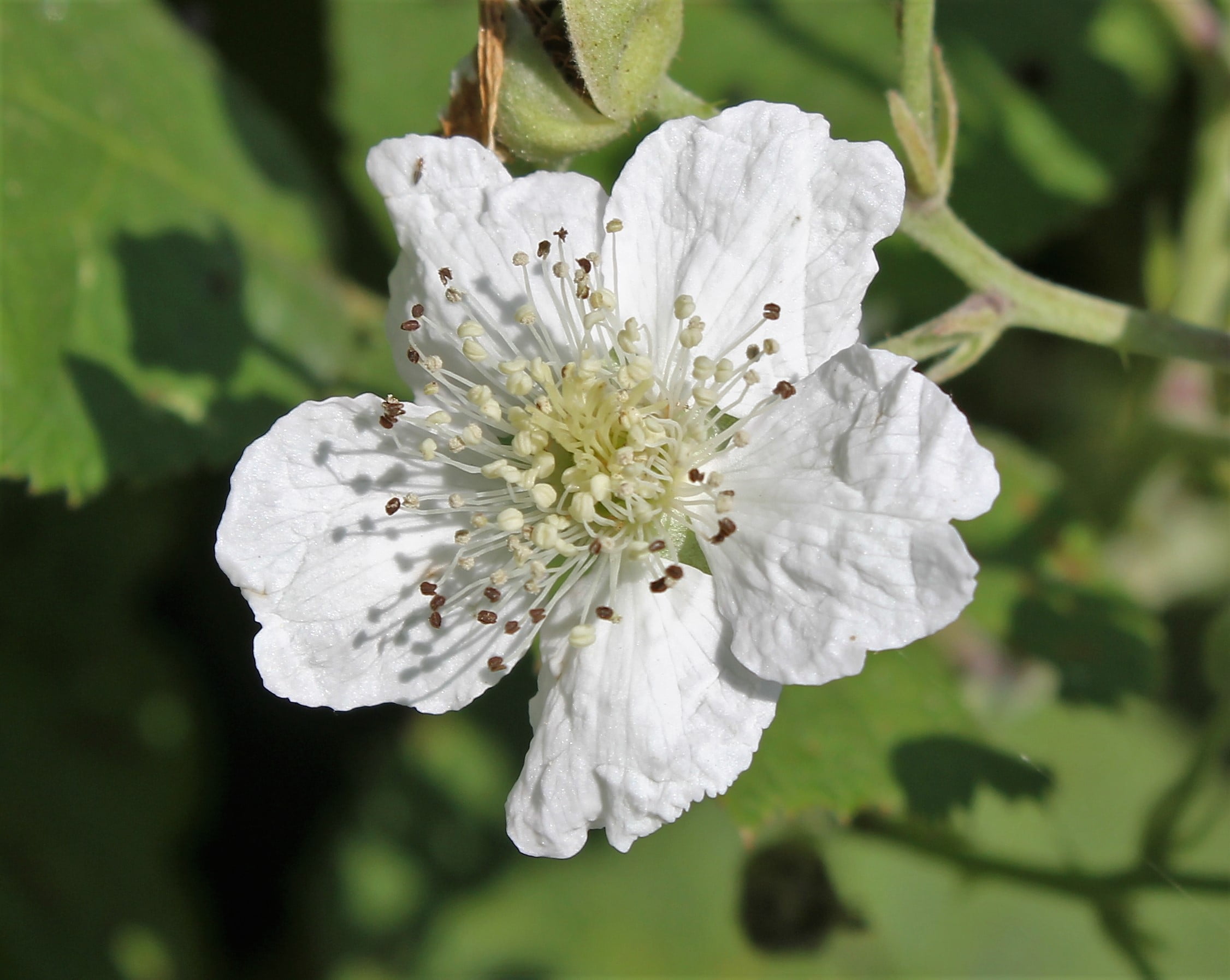 Rubus tereticaulis (Karantı)