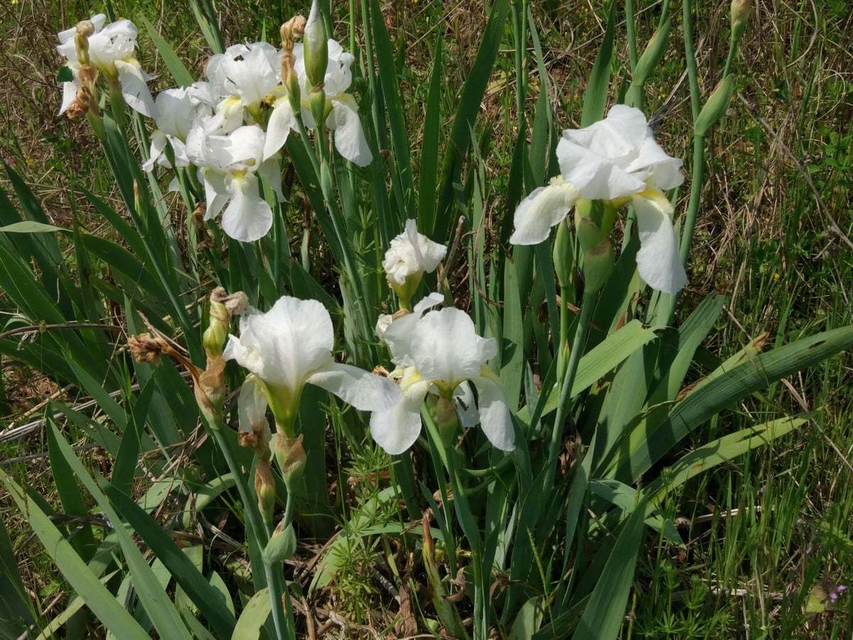 Iris florentina (Ak süsen)