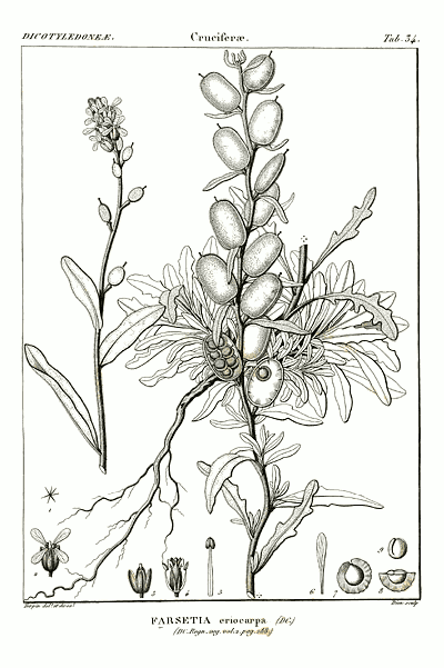 Fibigia clypeata var. eriocarpa (Tüylü sikkeotu)