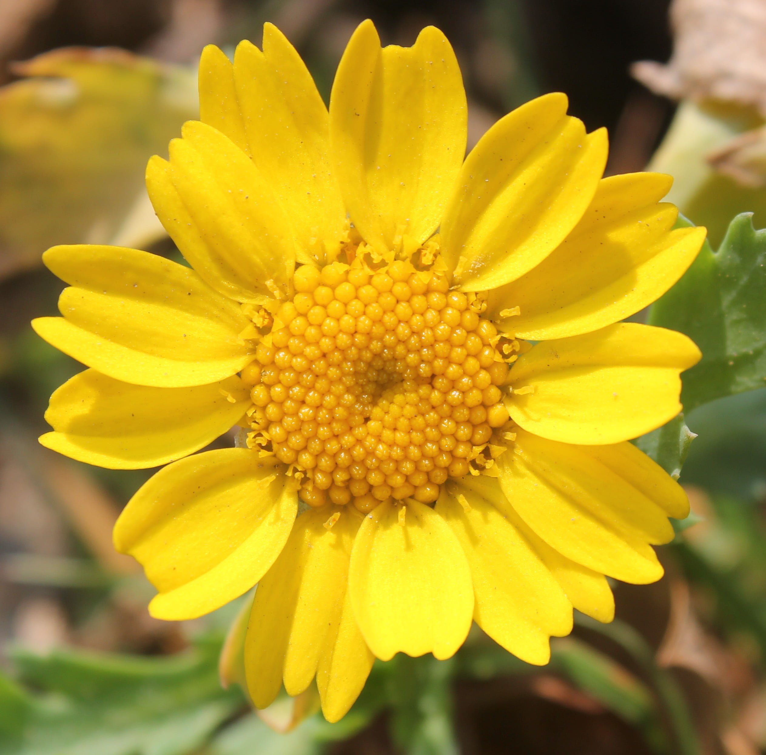 Glebionis segetum (Kasım çiçeği)