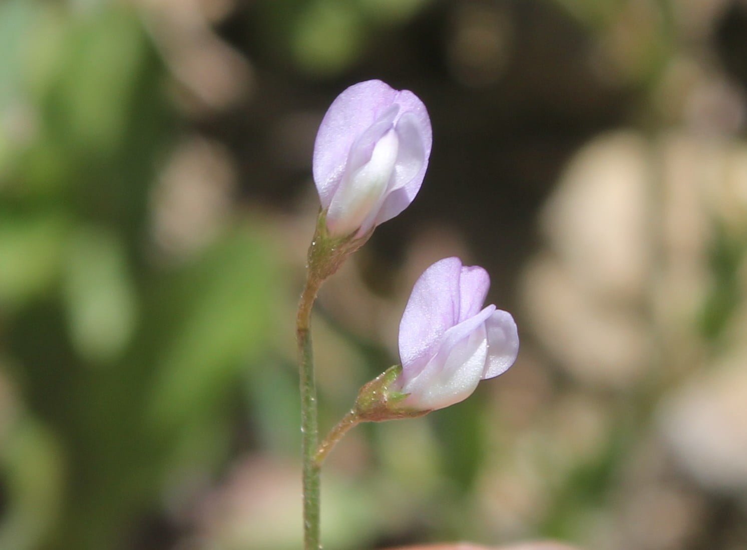 Vicia parviflora (Çiçek baklası)