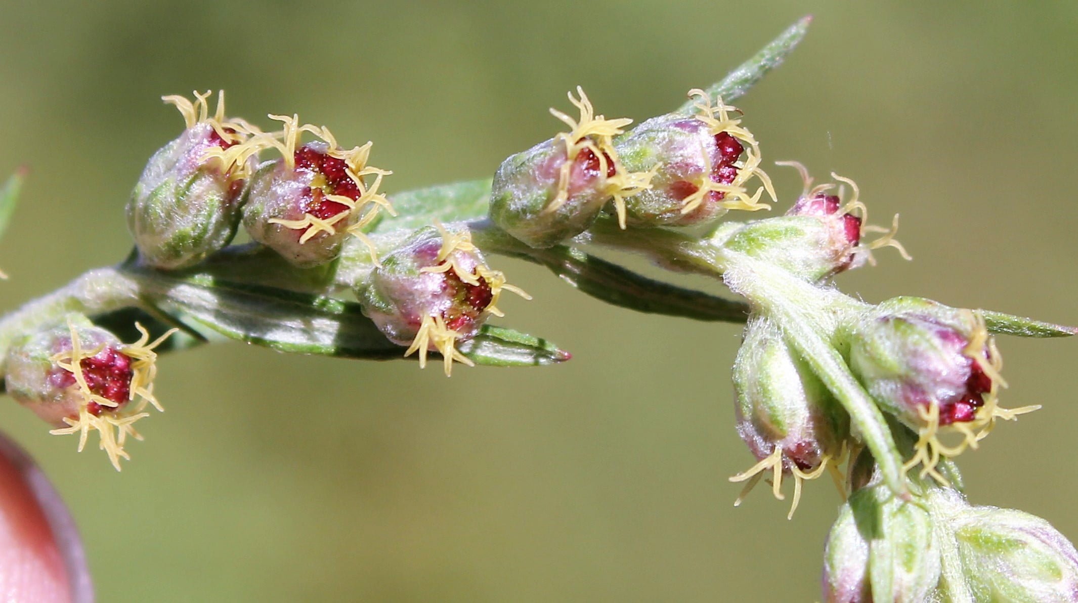 Artemisia verlotiorum (Çin pelinotu)