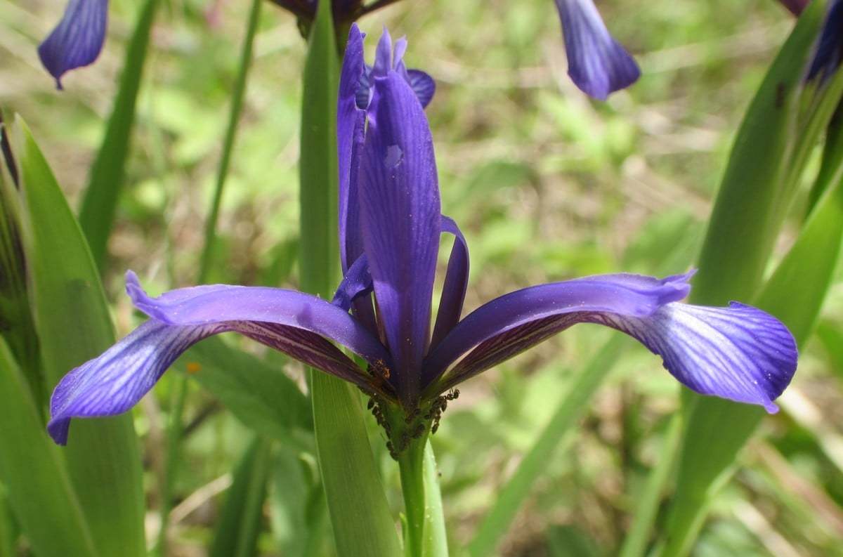Iris sintenisii (Çatal süsen)