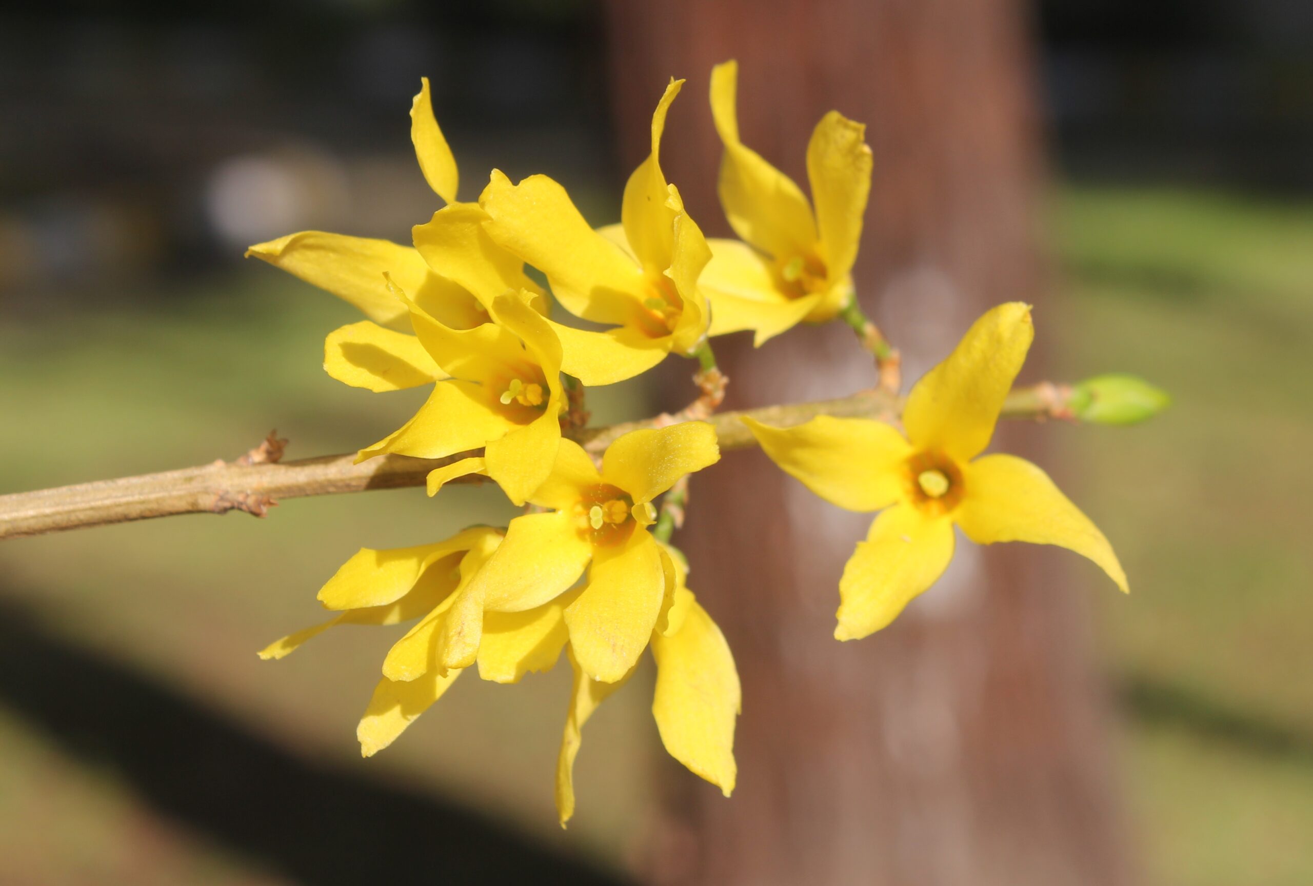 Forsythia × intermedia (Altın çanak)
