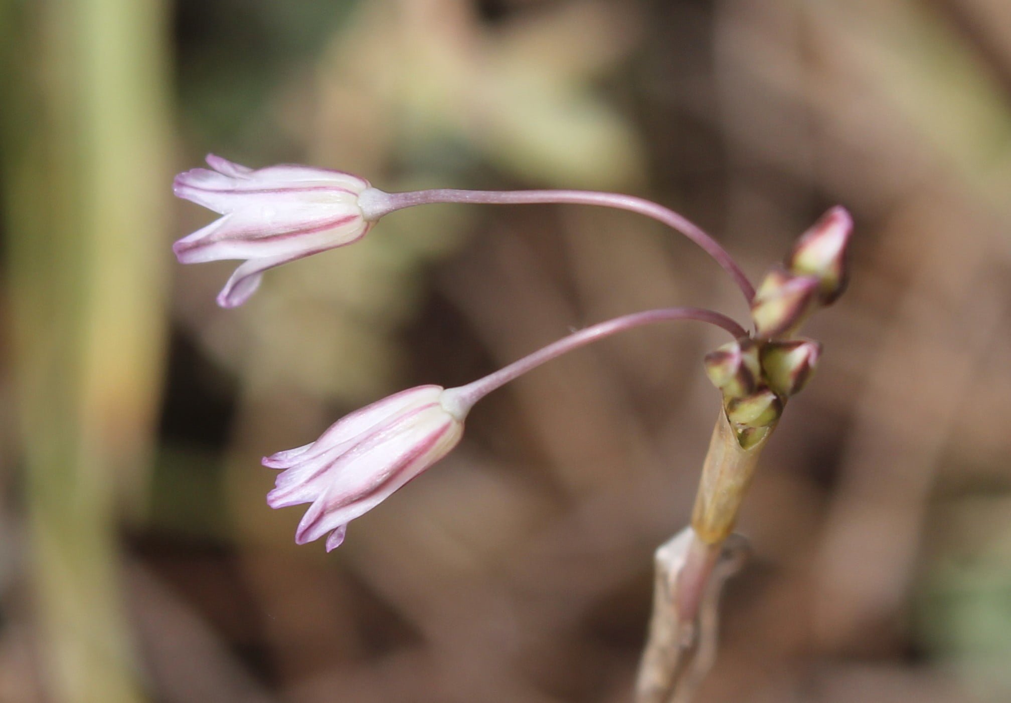 Allium peroninianum (Kayışdağı soğanı)