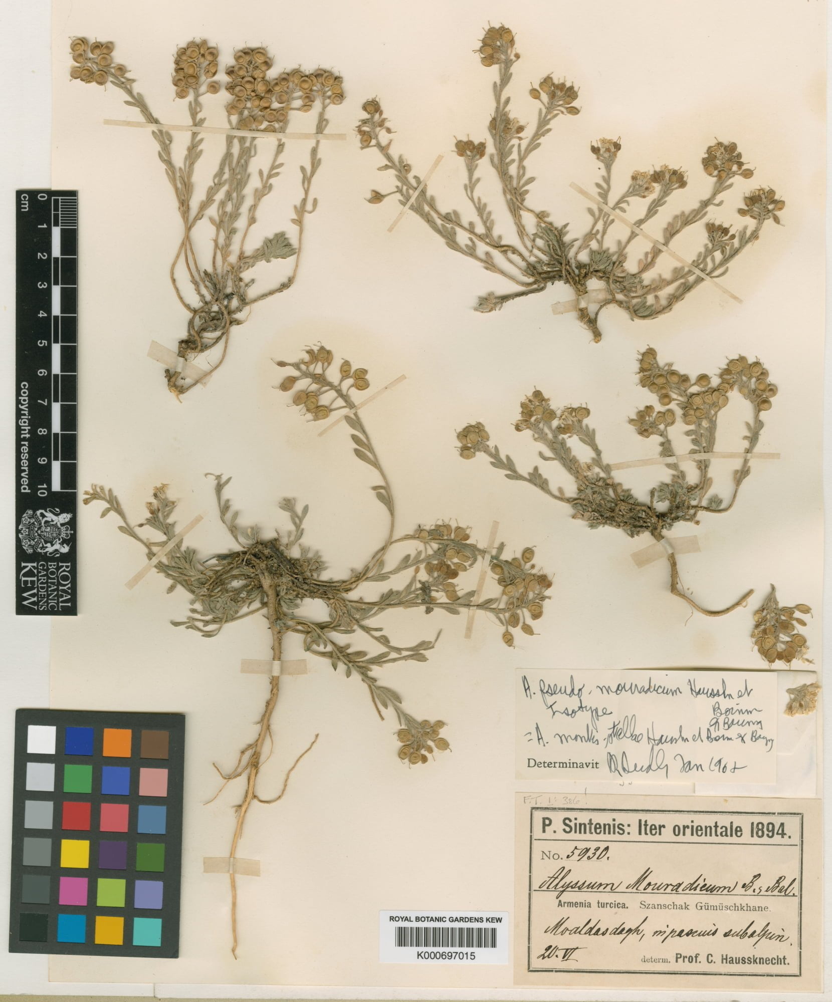 Alyssum pseudomouradicum (Yoluk kuduzotu)