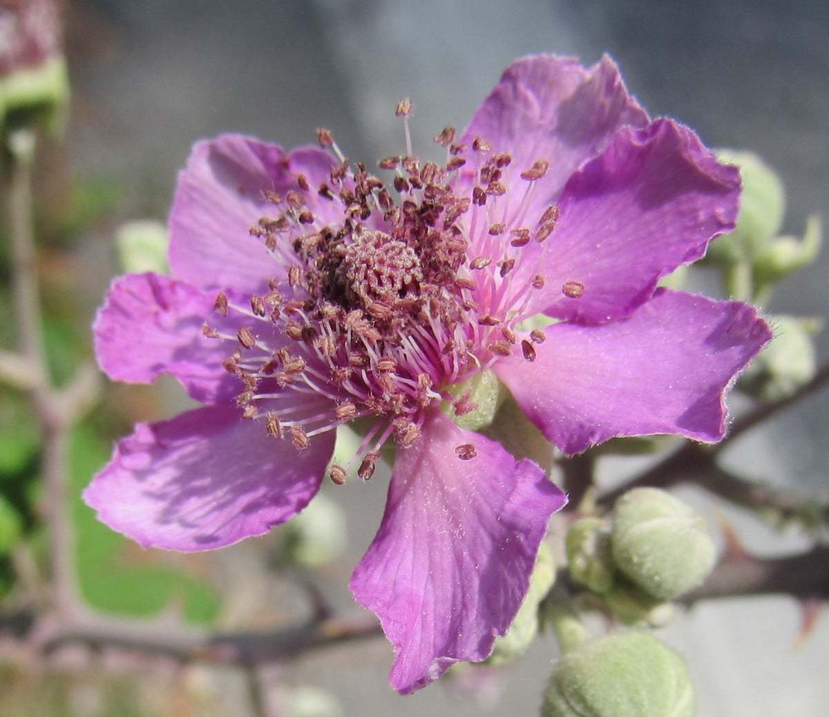 Rubus creticus (Böğürtlen)