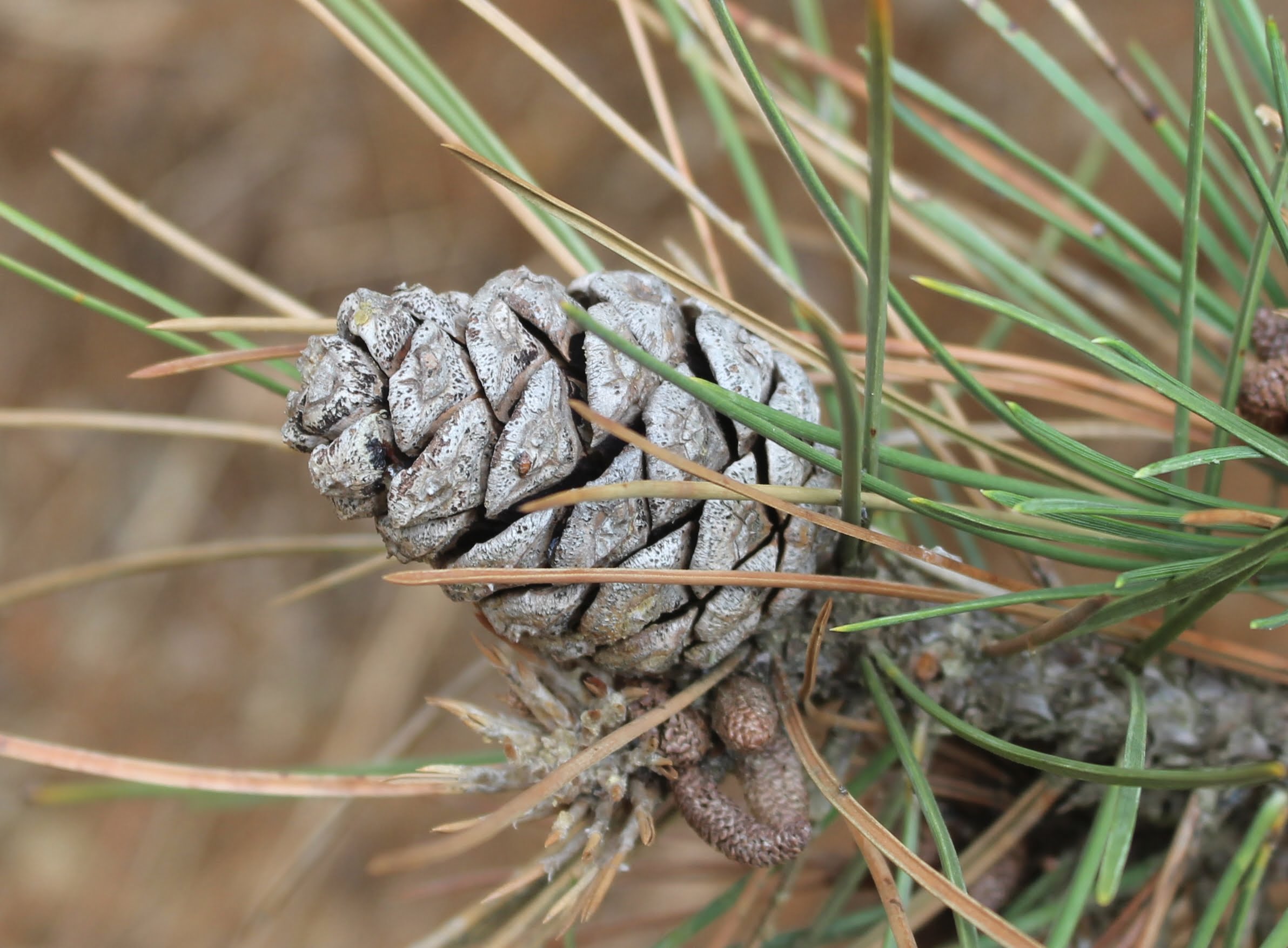 Pinus nigra subsp. pallasiana (Anadolu karaçamı)