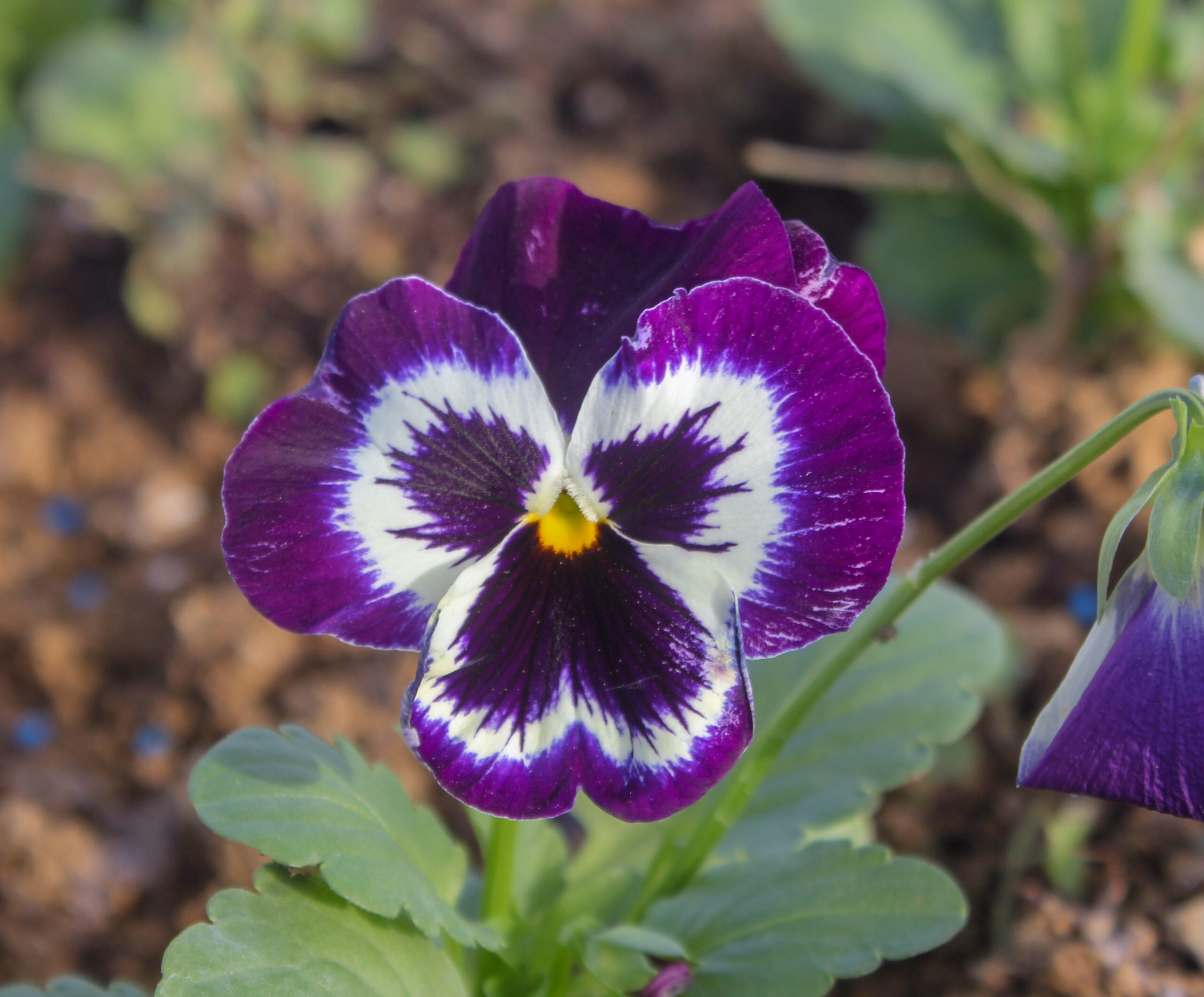 Viola × wittrockiana (Menekşe)