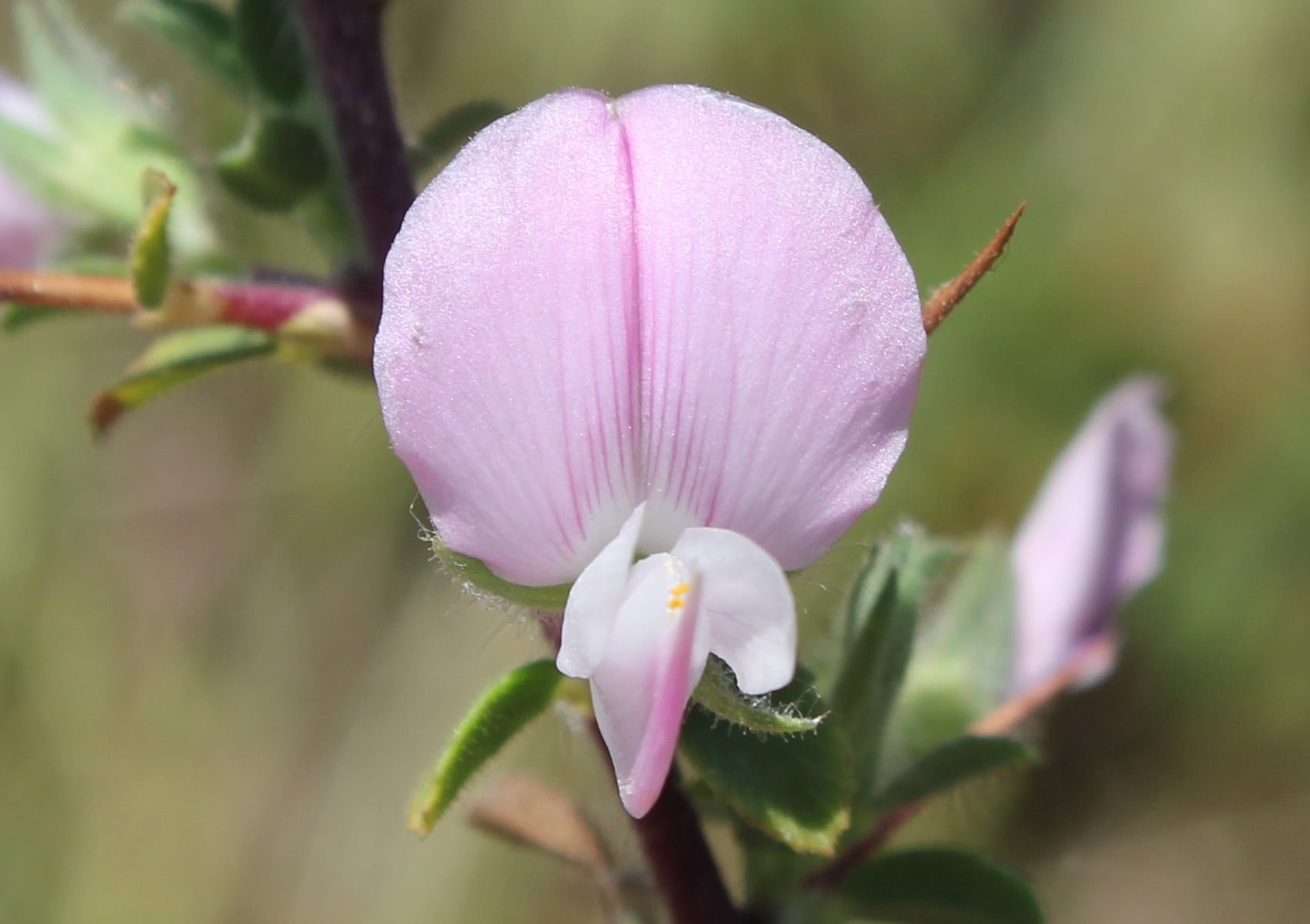 Ononis spinosa subsp. leiosperma (Kaşık kıran)
