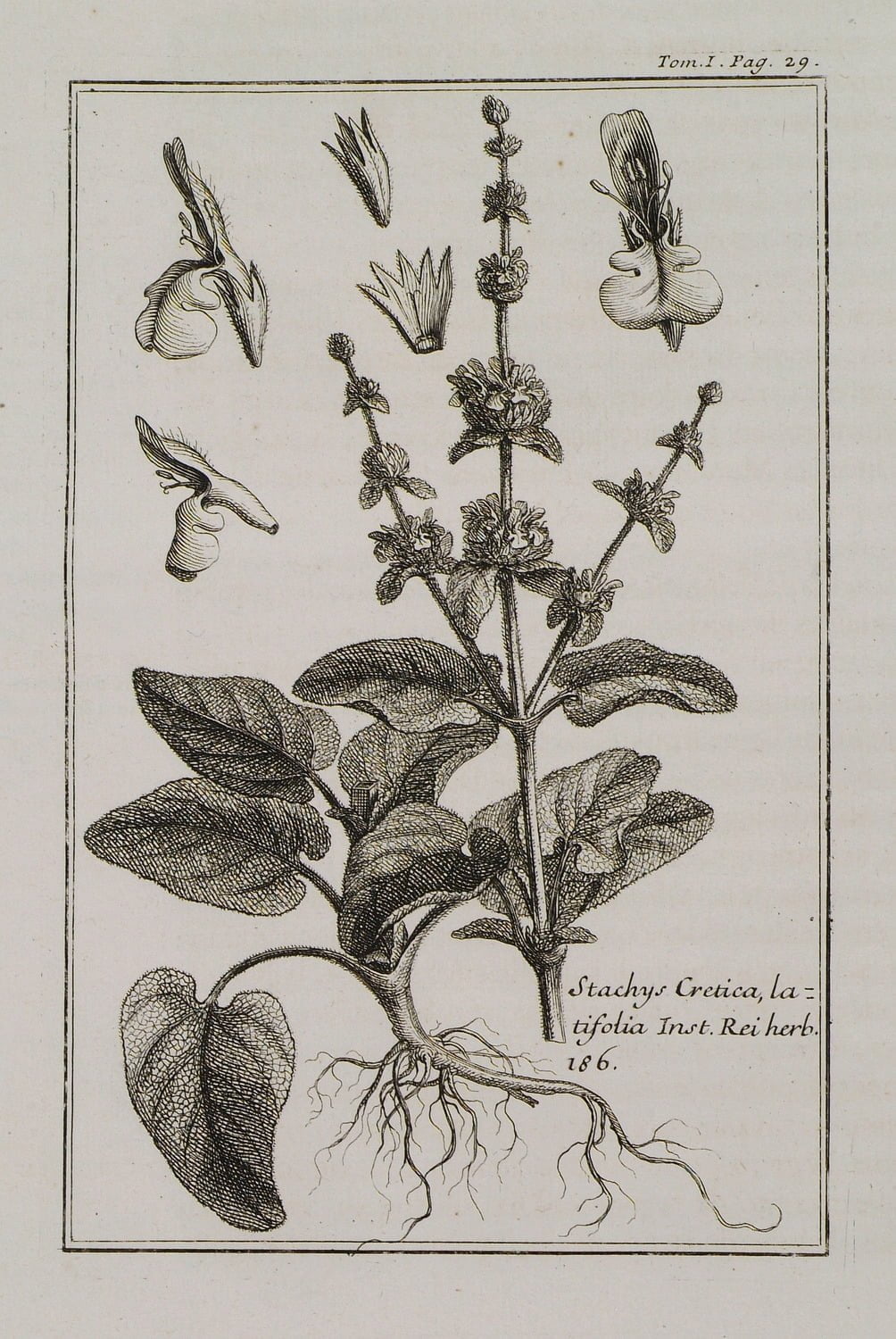 Stachys cretica subsp. bulgarica (Kızıl deliçay)