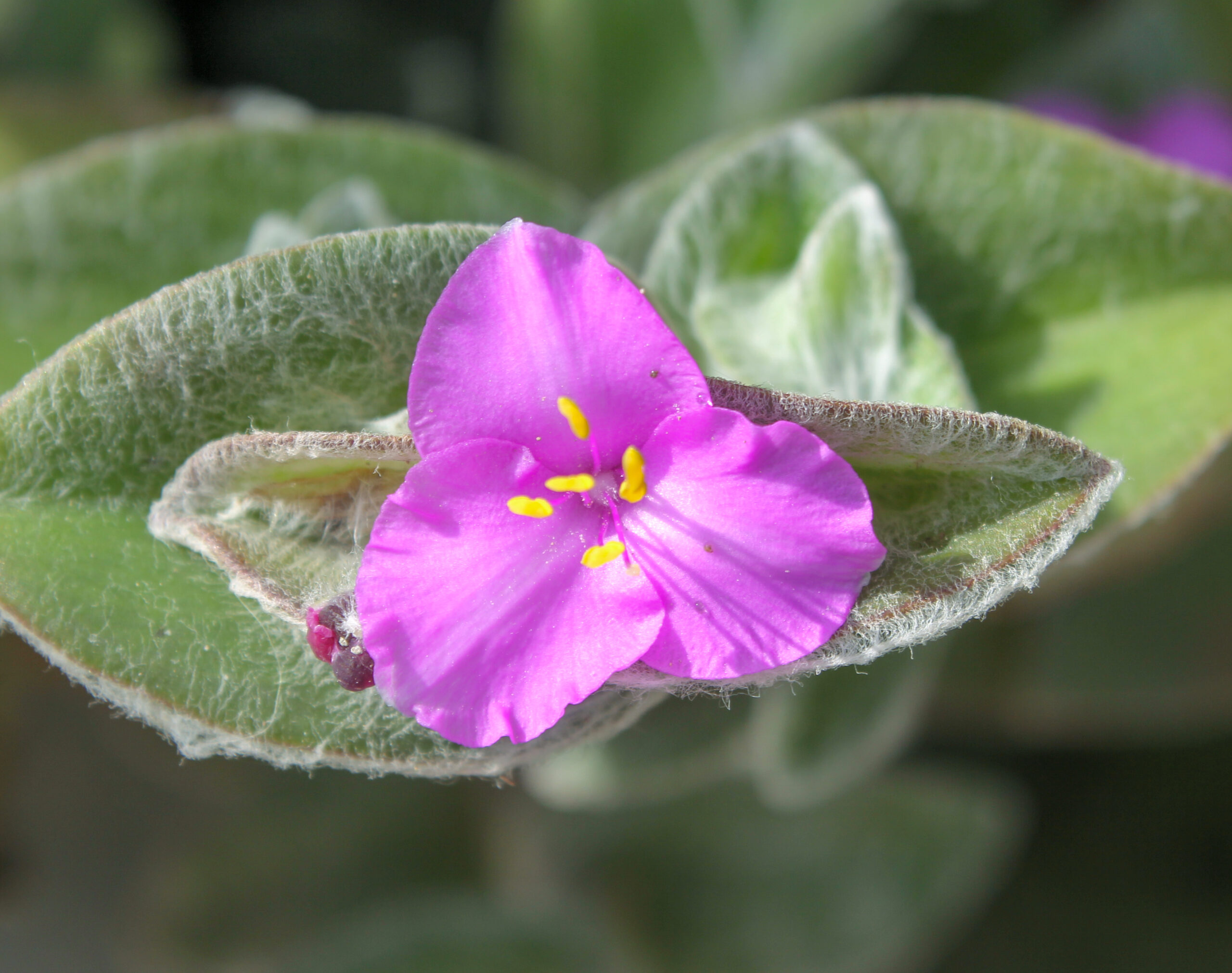 Tradescantia sillamontana (Tüylü telgraf çiçeği)