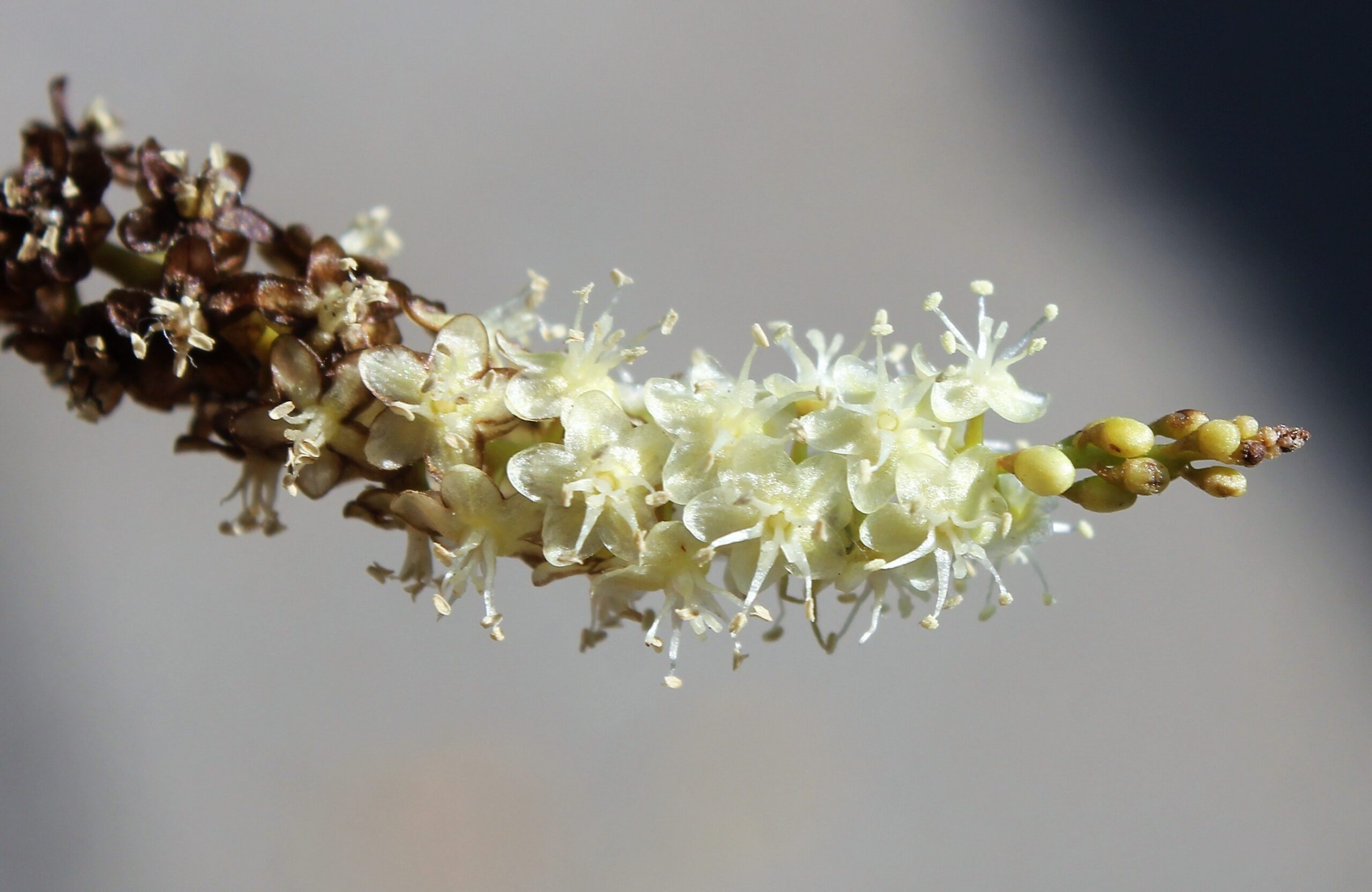 Anredera cordifolia (Kalpyaprak)