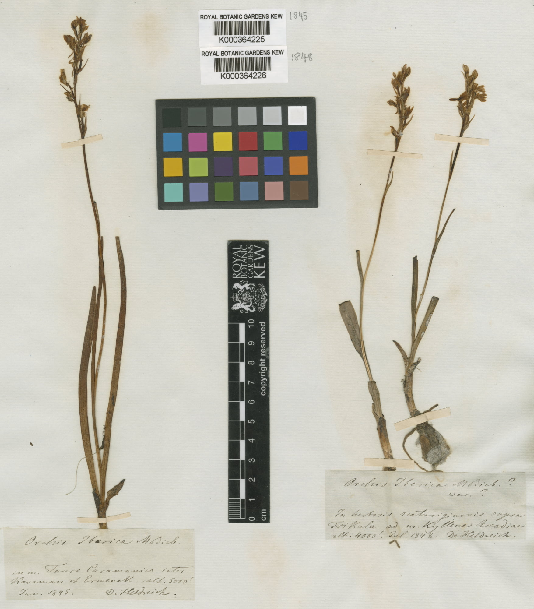 Dactylorhiza iberica (Kırım salebi)