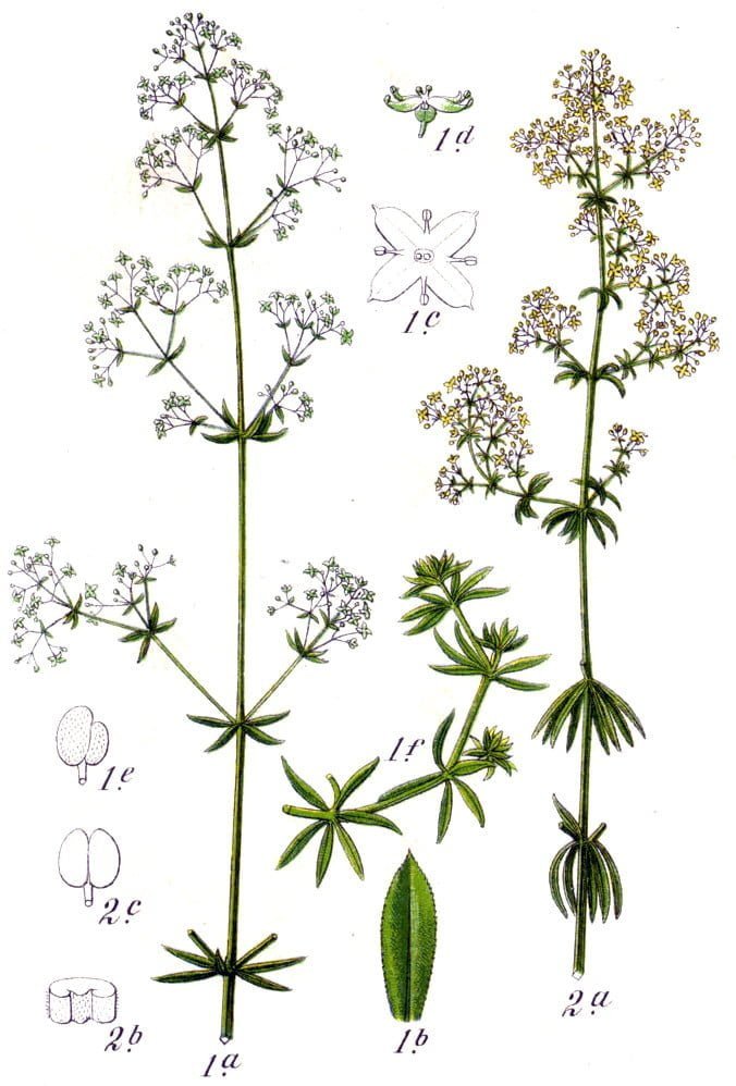 Galium album subsp. pycnotrichum (Gür iplikçik)