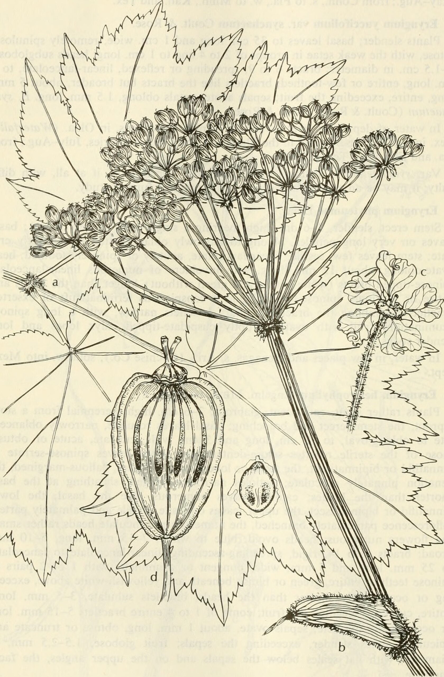 Heracleum sphondylium subsp. ternatum (Devesil)