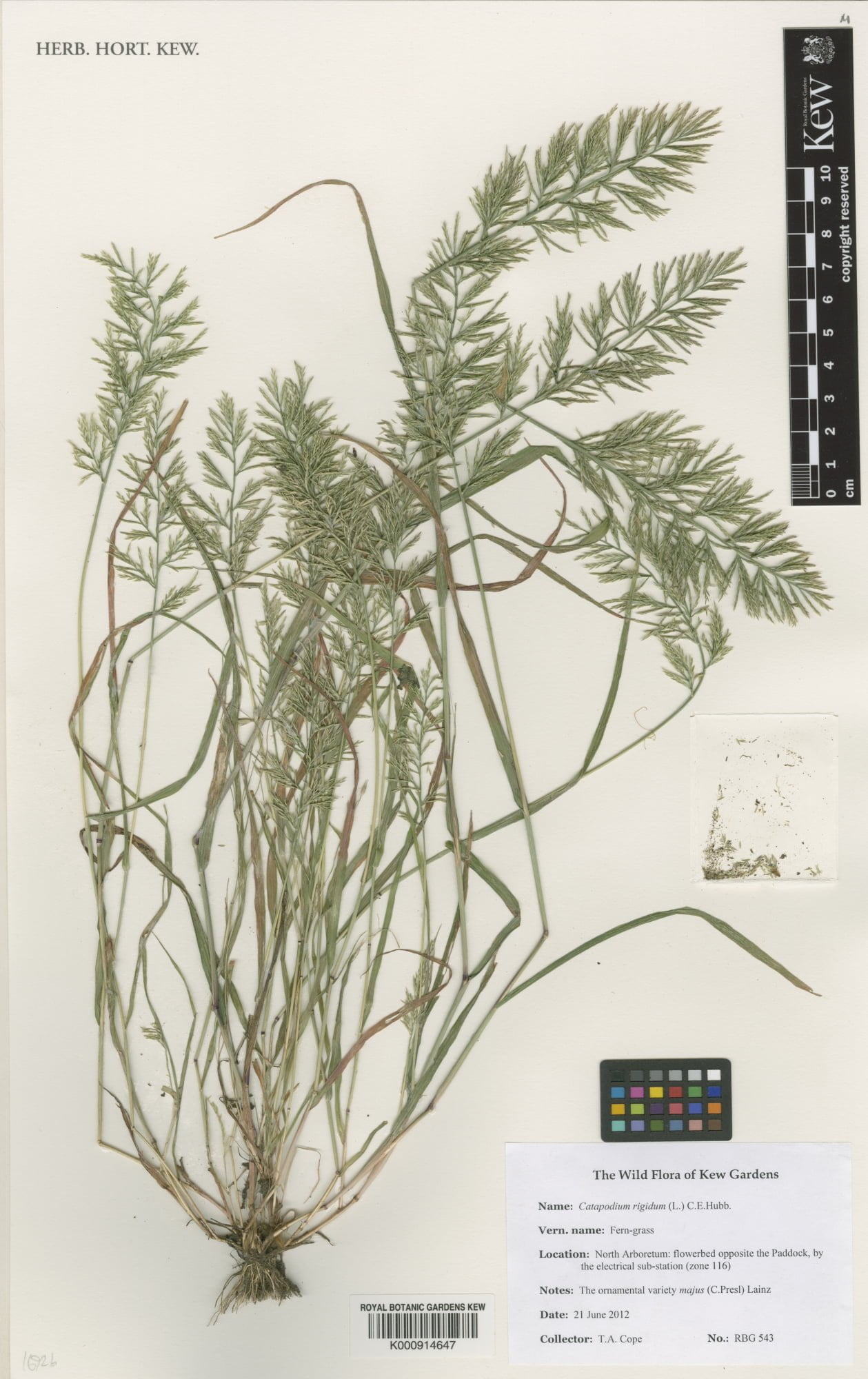 Catapodium rigidum subsp. majus (Büyük telekotu)