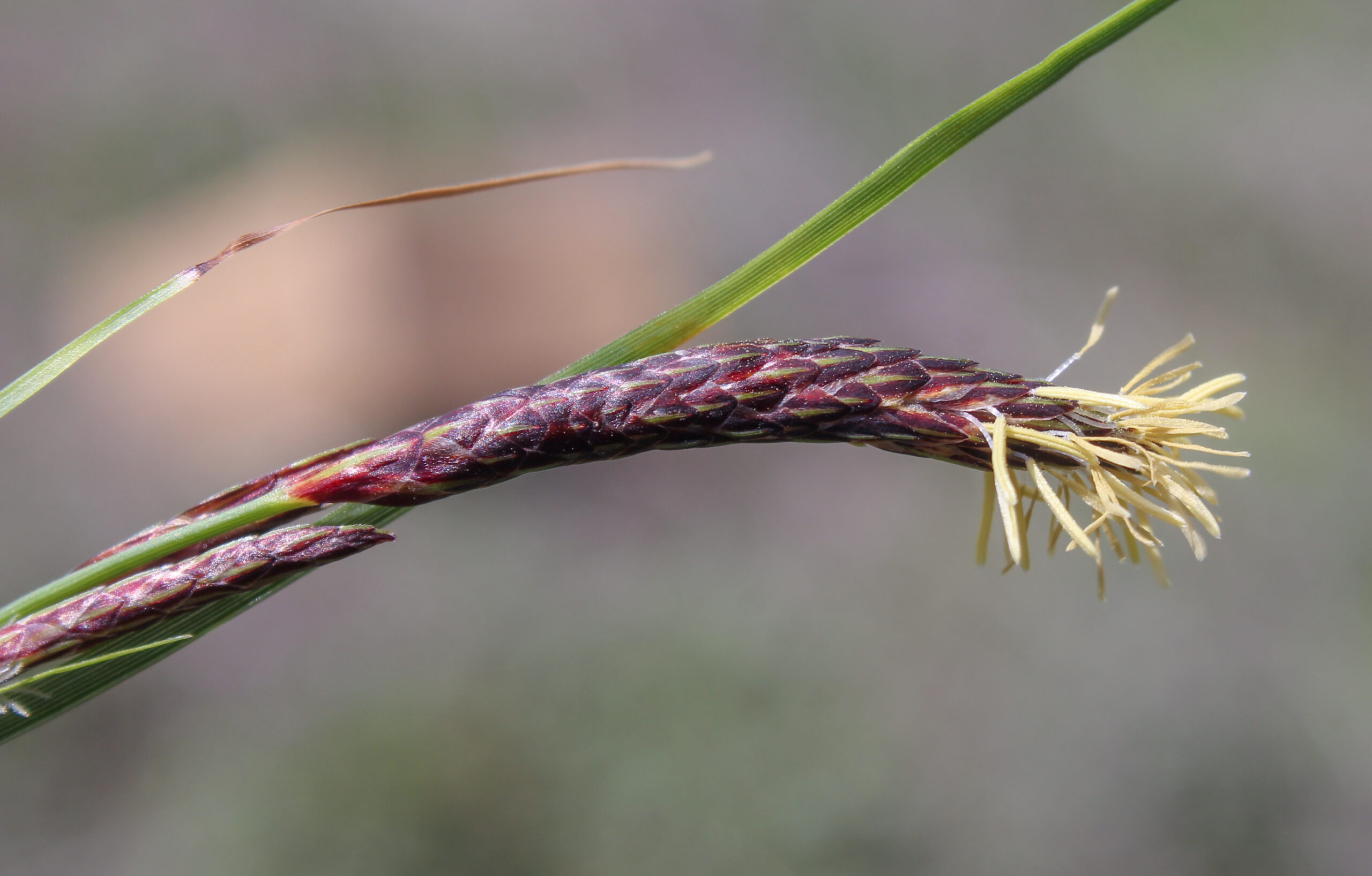 Carex flacca subsp. erythrostachys (Yanık çayırsazı)