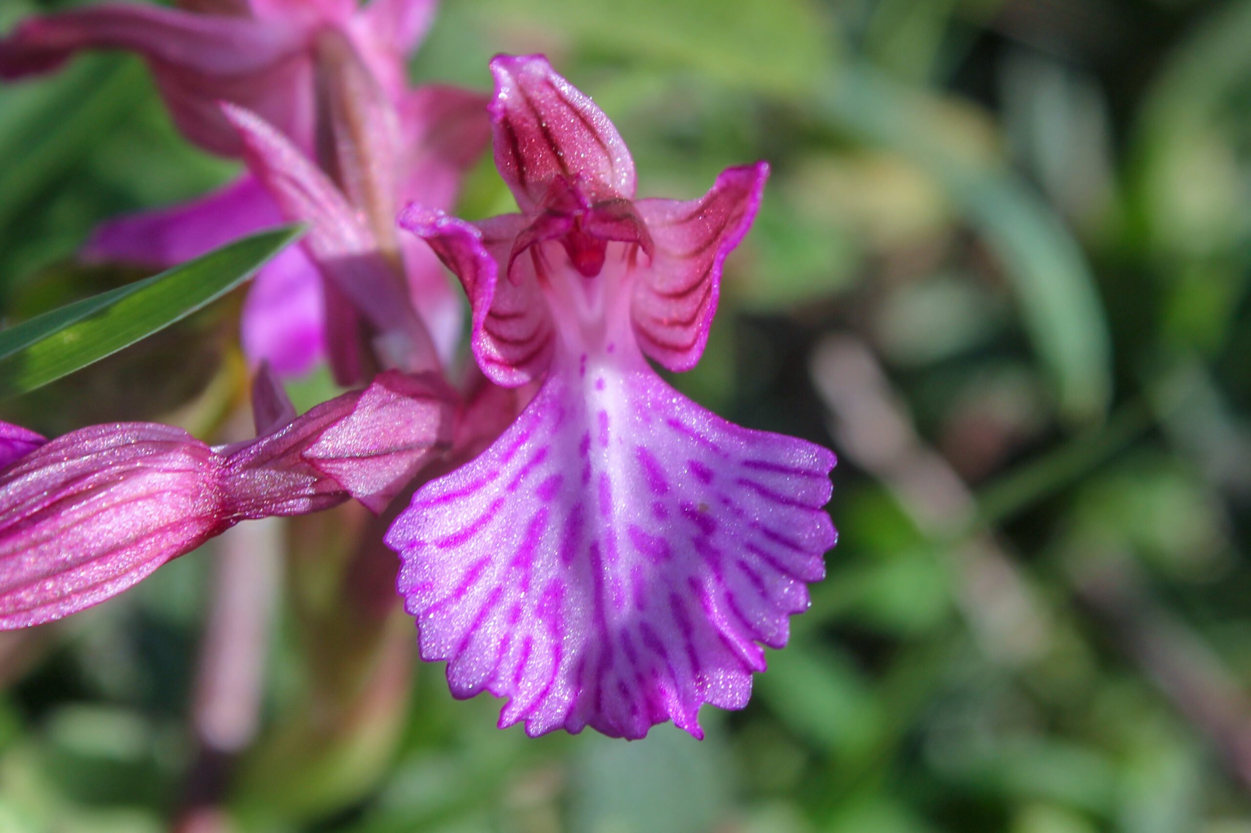 Anacamptis papilionacea (Kelebek orkidesi)