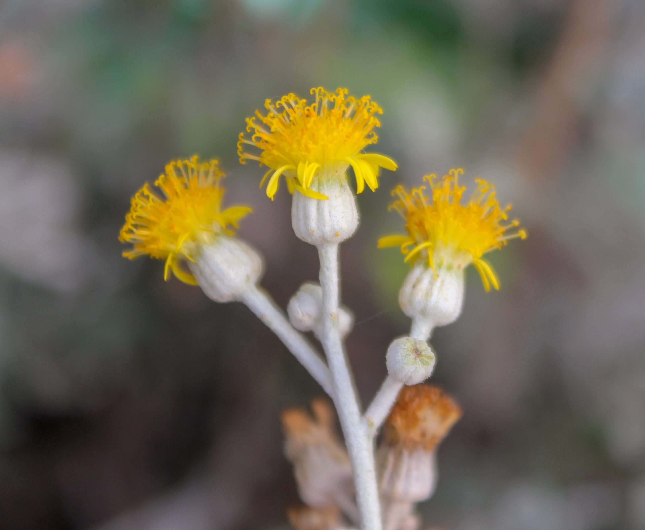 Jacobaea maritima (Kül çiçeği)