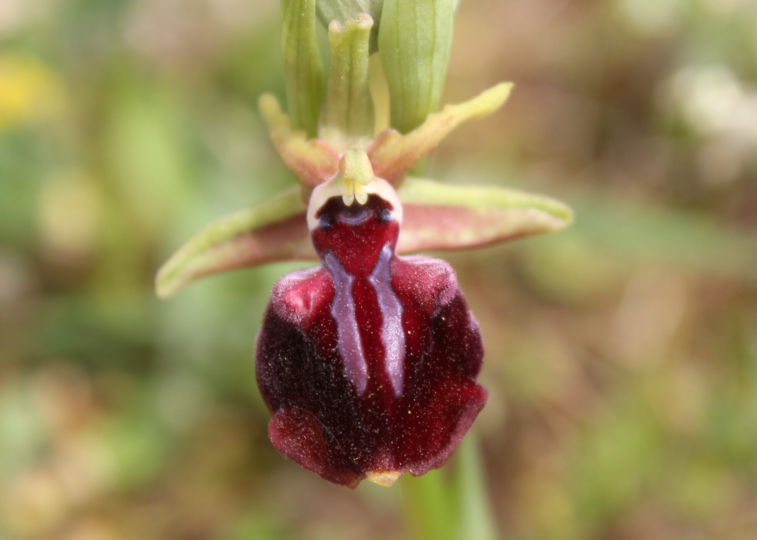 Ophrys sphegodes subsp. catalcana (Çatalca salebi)