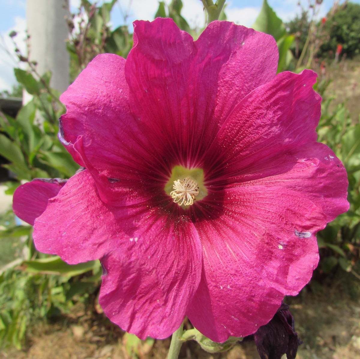 Alcea setosa (Hitmiye çiçeği)
