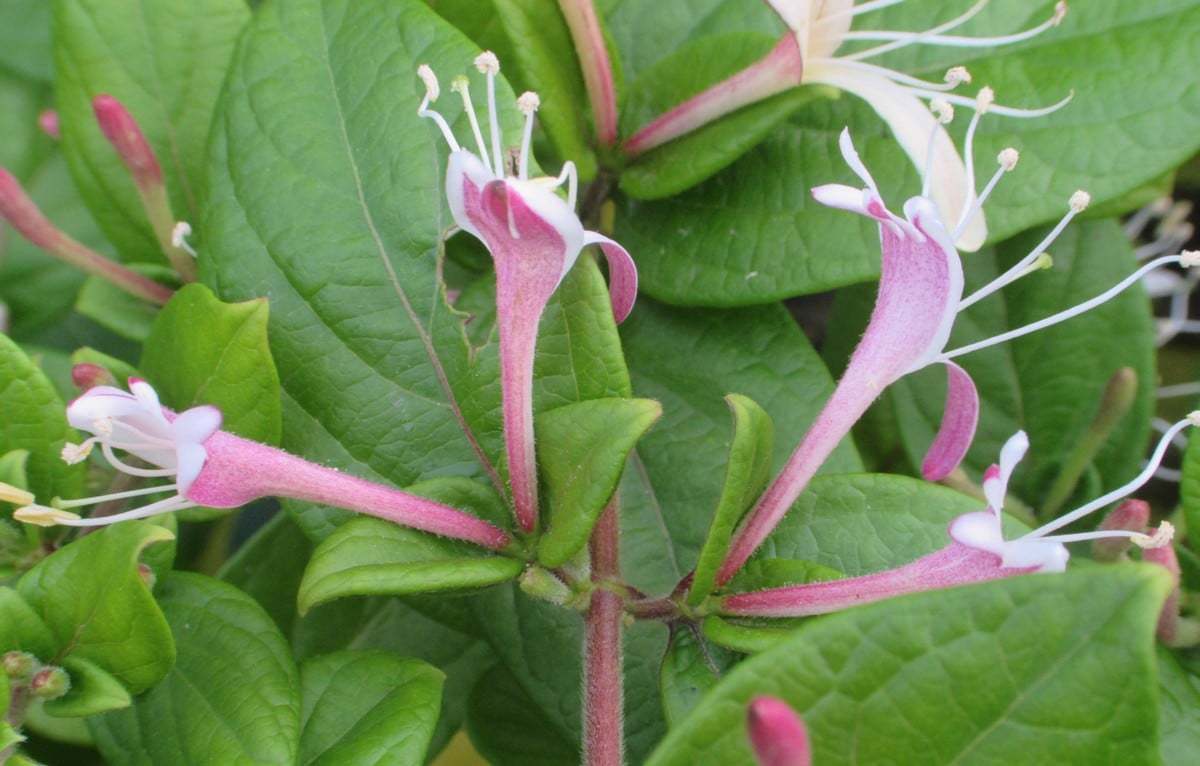 Lonicera caprifolium (Bahçe hanımelisi)