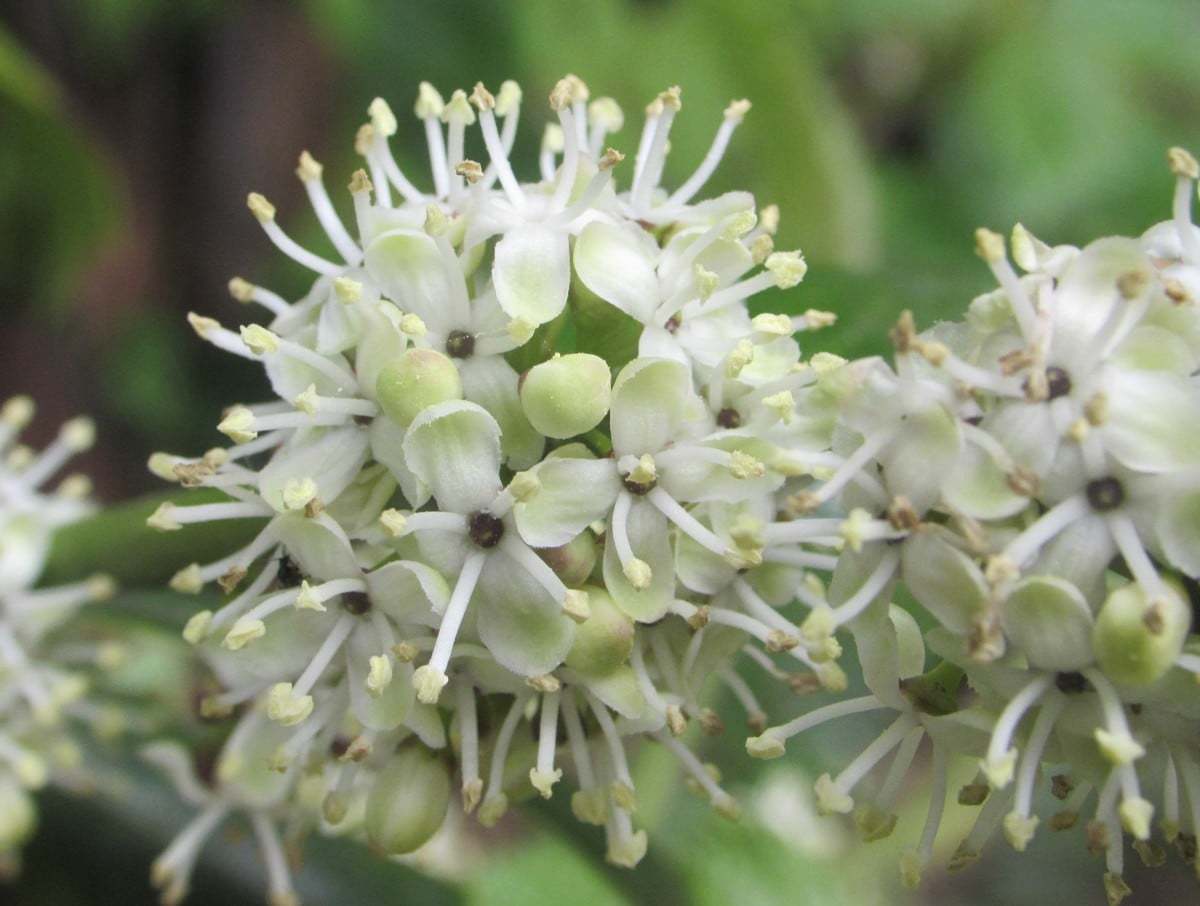 Ilex aquifolium (Çobanpüskülü)