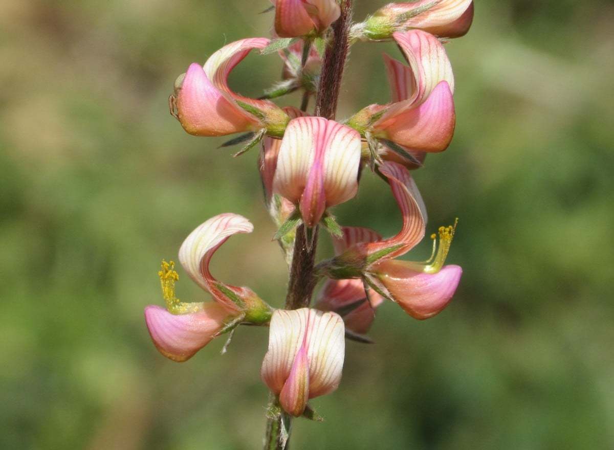 Onobrychis arenaria subsp. cana (Keskin korunga)