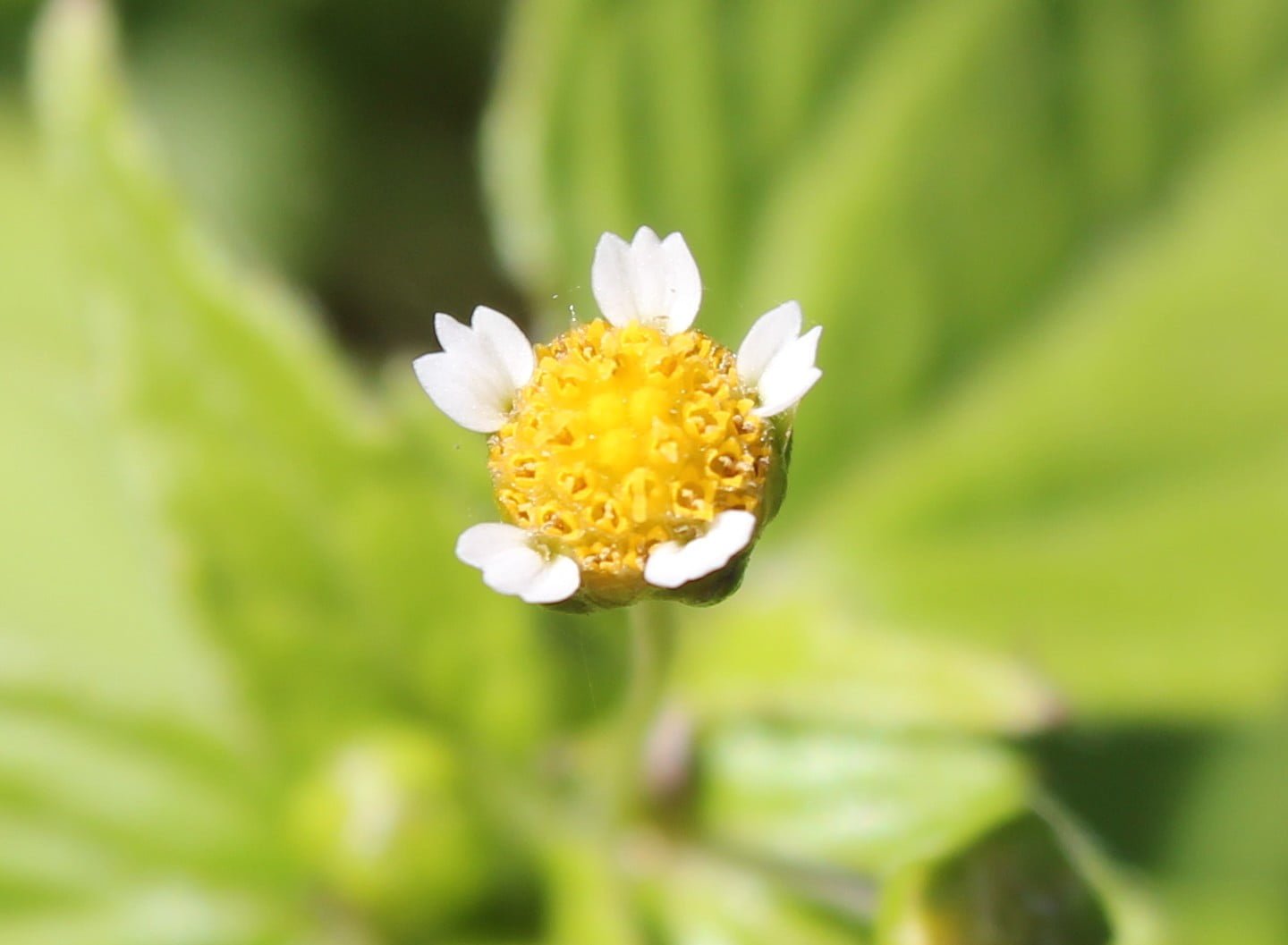 Galinsoga parviflora (Beşpat çiçeği)