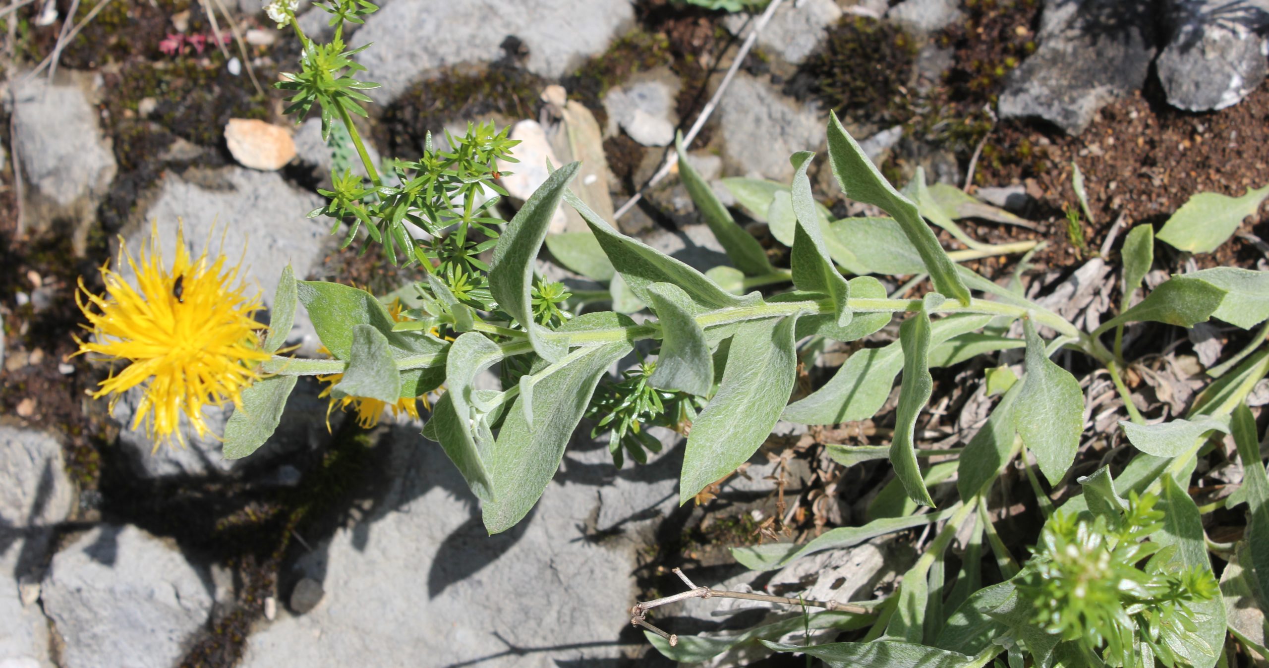 Centaurea yaltirikii subsp. dumanii