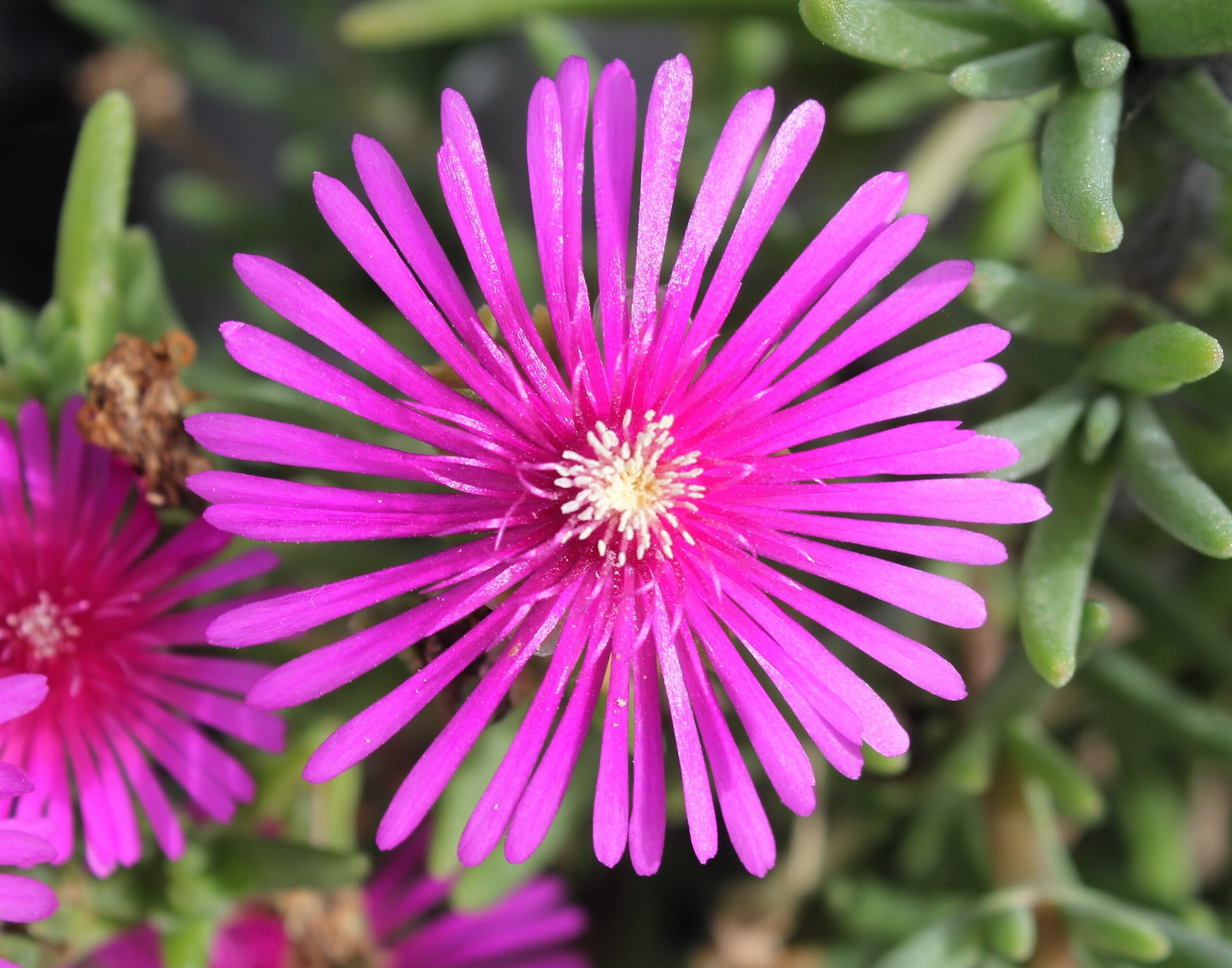 Delosperma cooperi (Buz çiçeği)