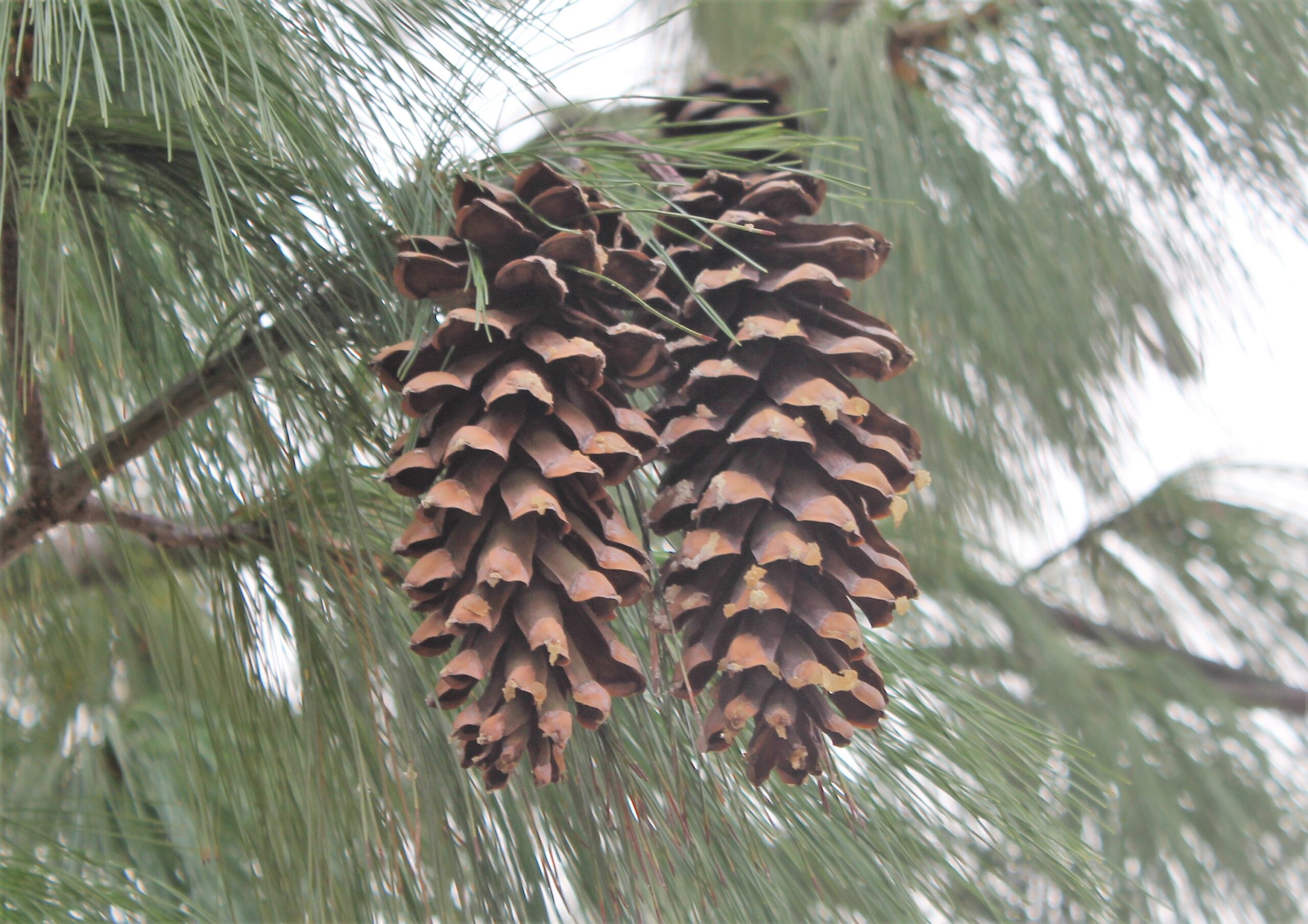 Pinus wallichiana (Ağlayan çam)