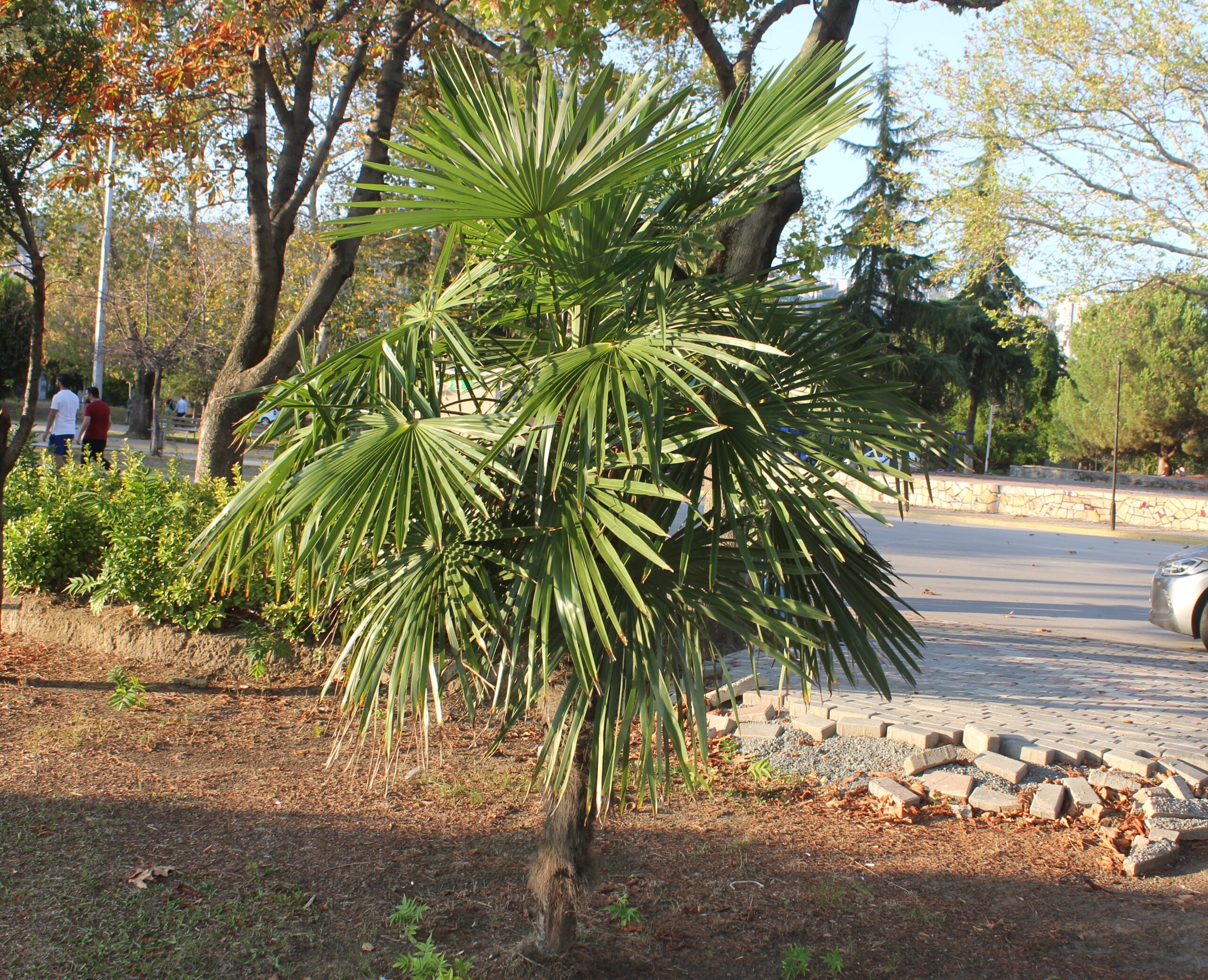 Trachycarpus fortunei (Yelpaze palmiyesi)