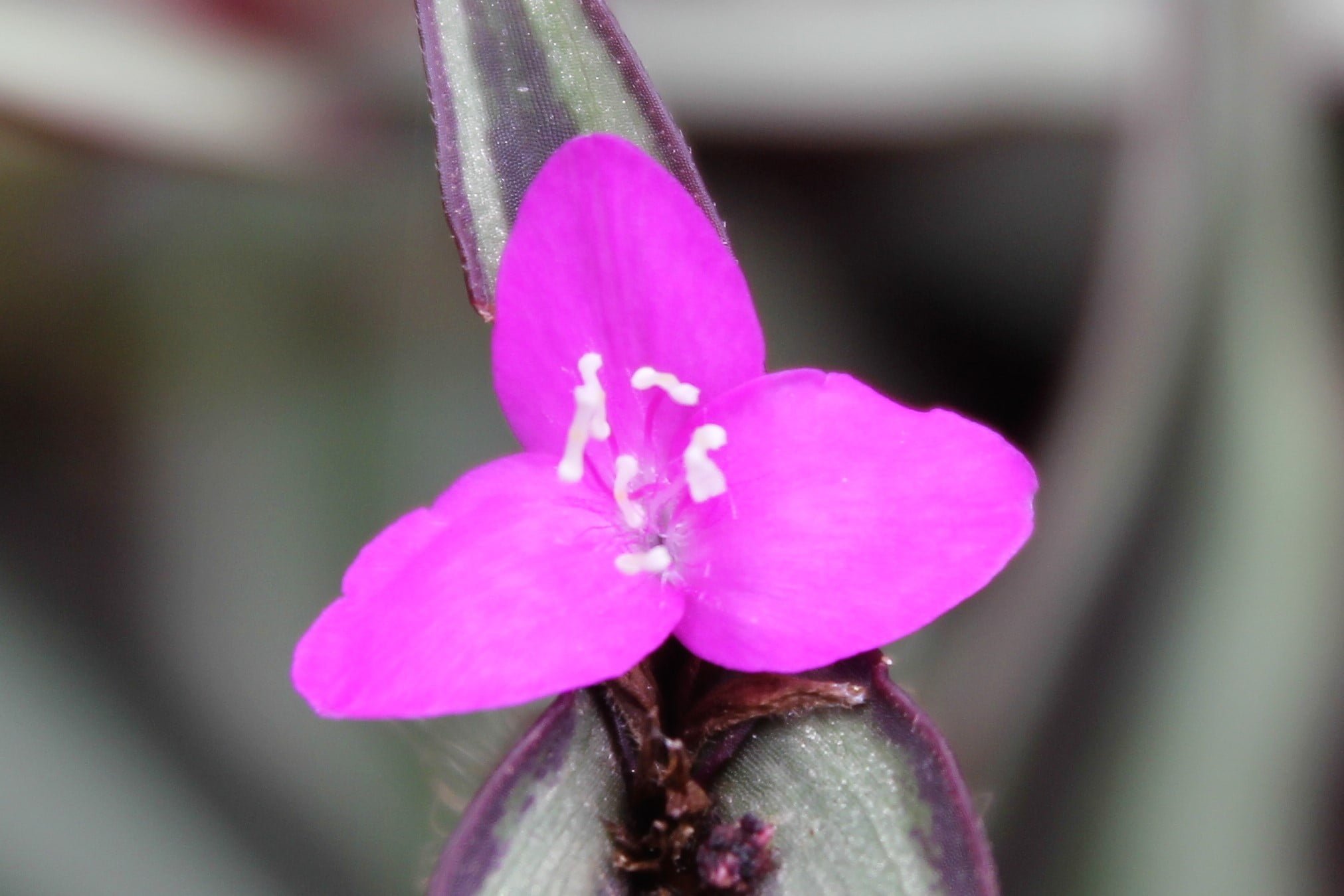 Tradescantia zebrina (Telgraf çiçeği)
