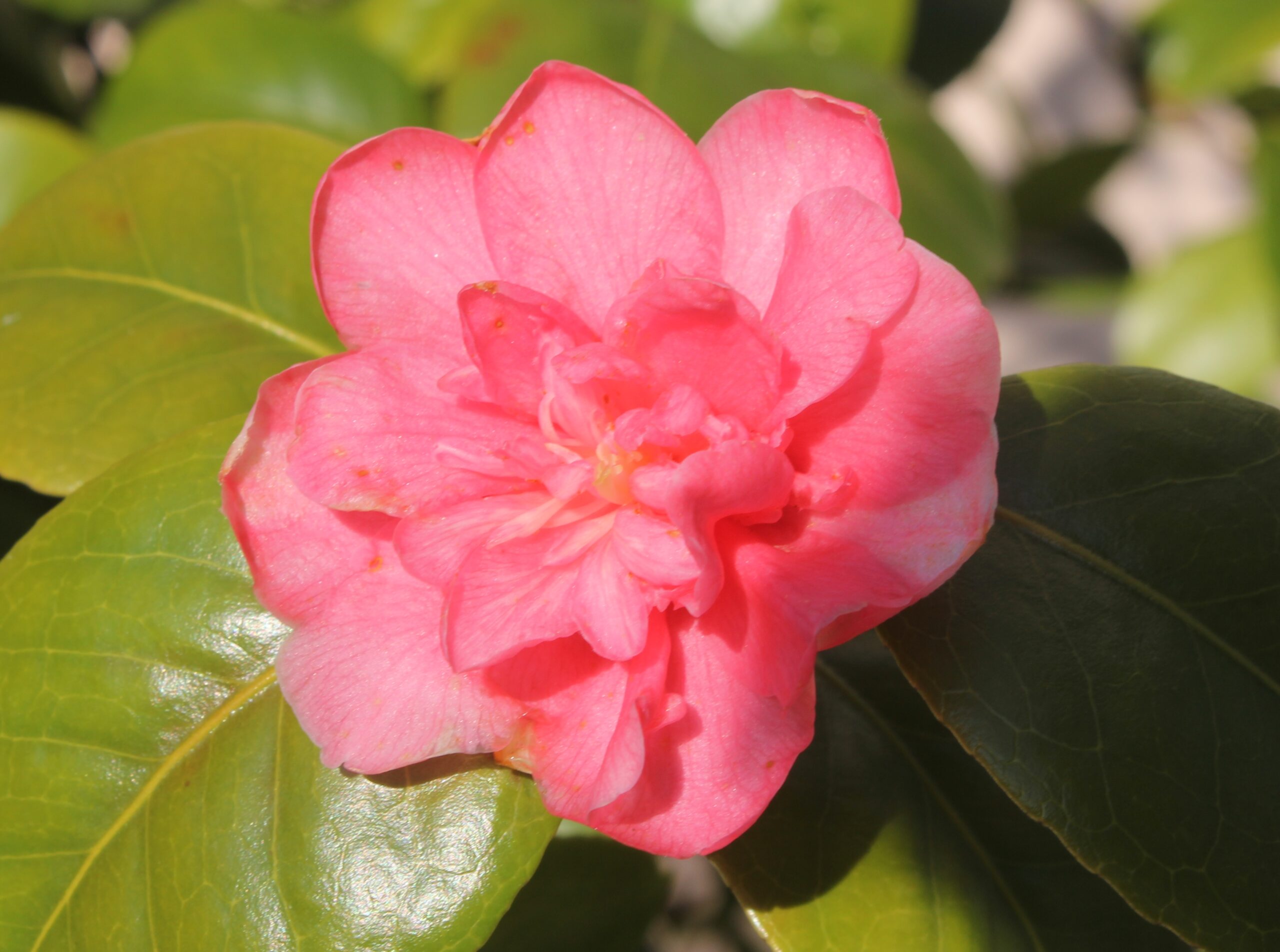 Camellia japonica (Japon kamelyası)
