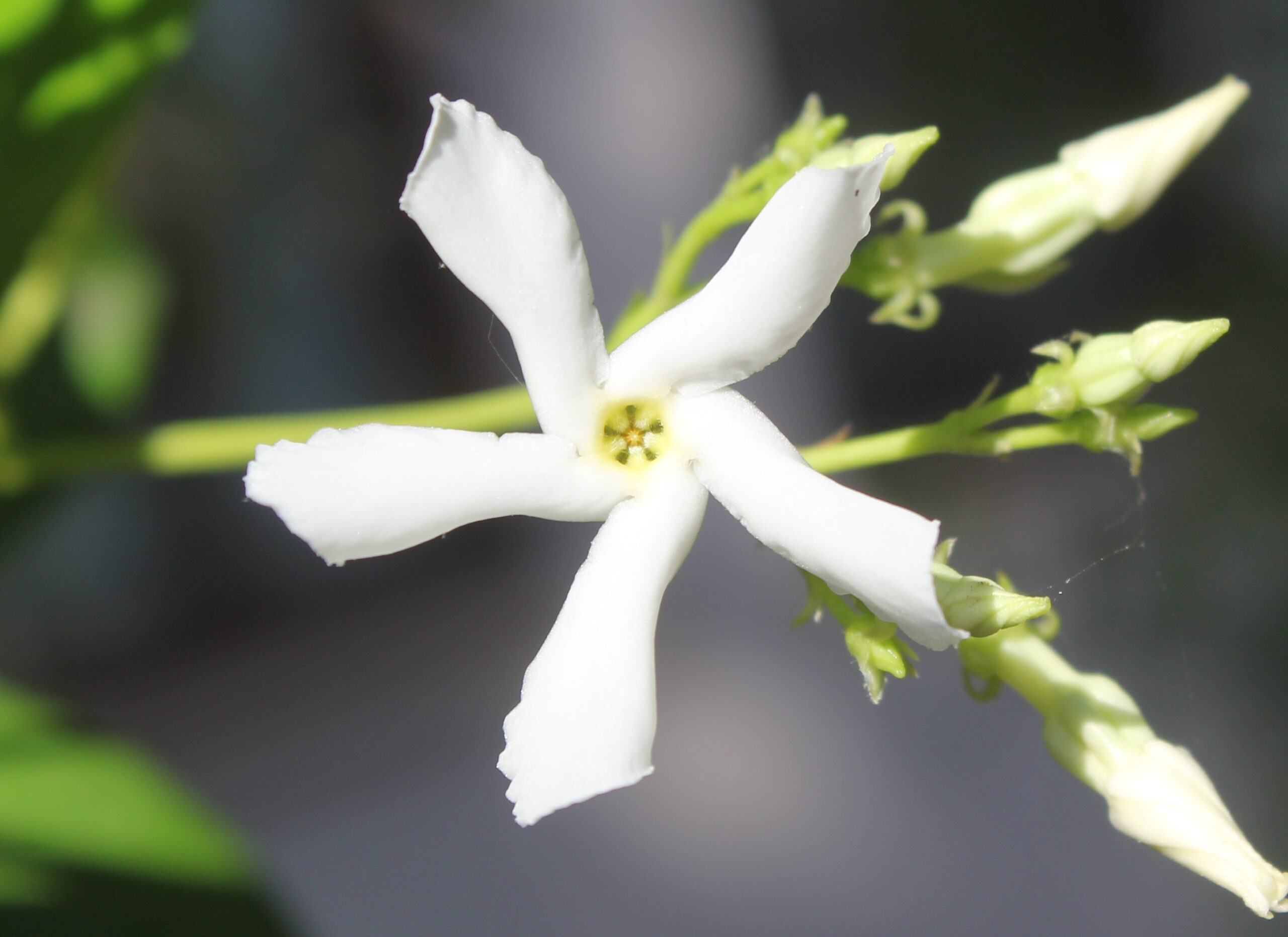 Trachelospermum jasminoides (Yıldız yasemin)